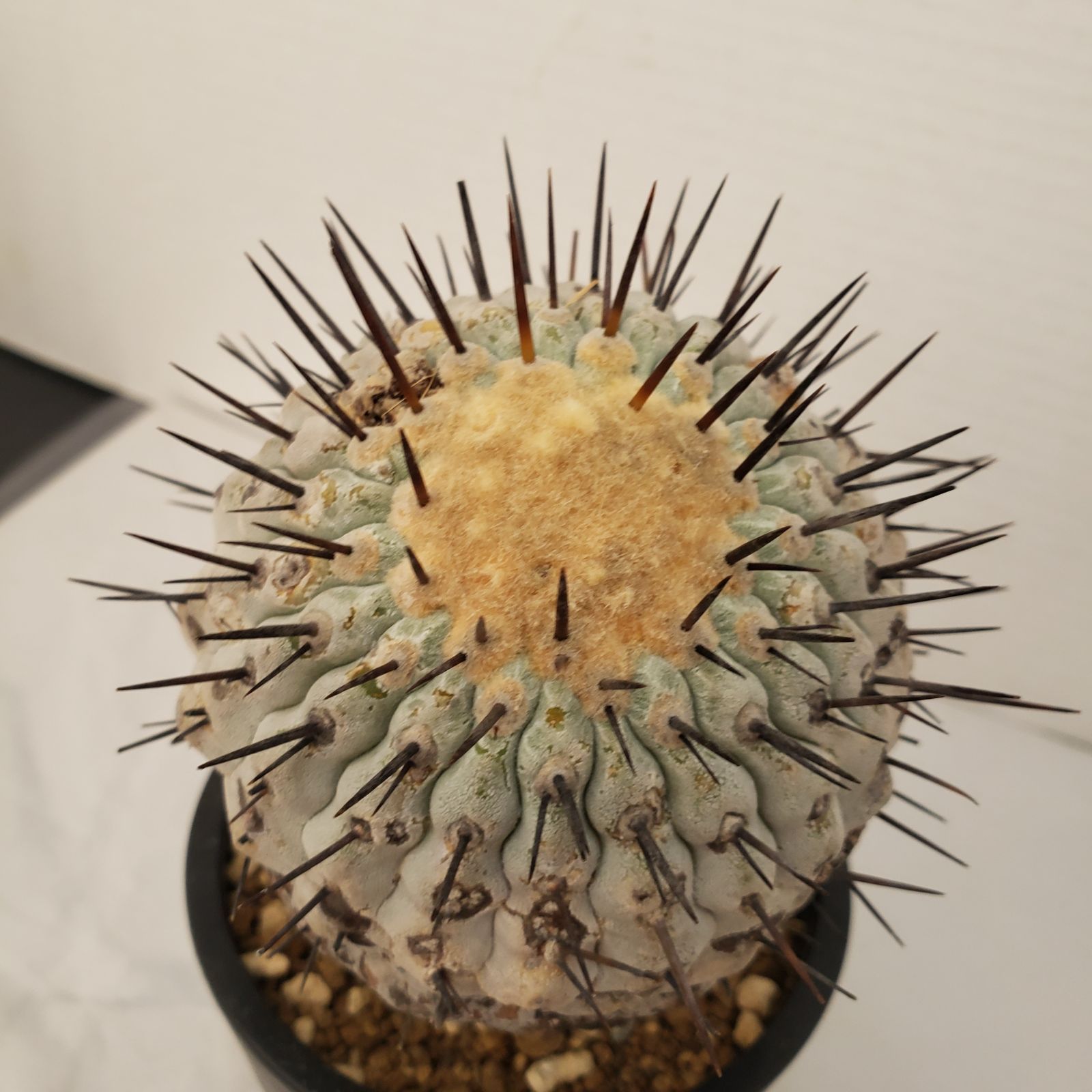 G433【自社養生株】コピアポア コルムナアルバ（発根株・鉢植え