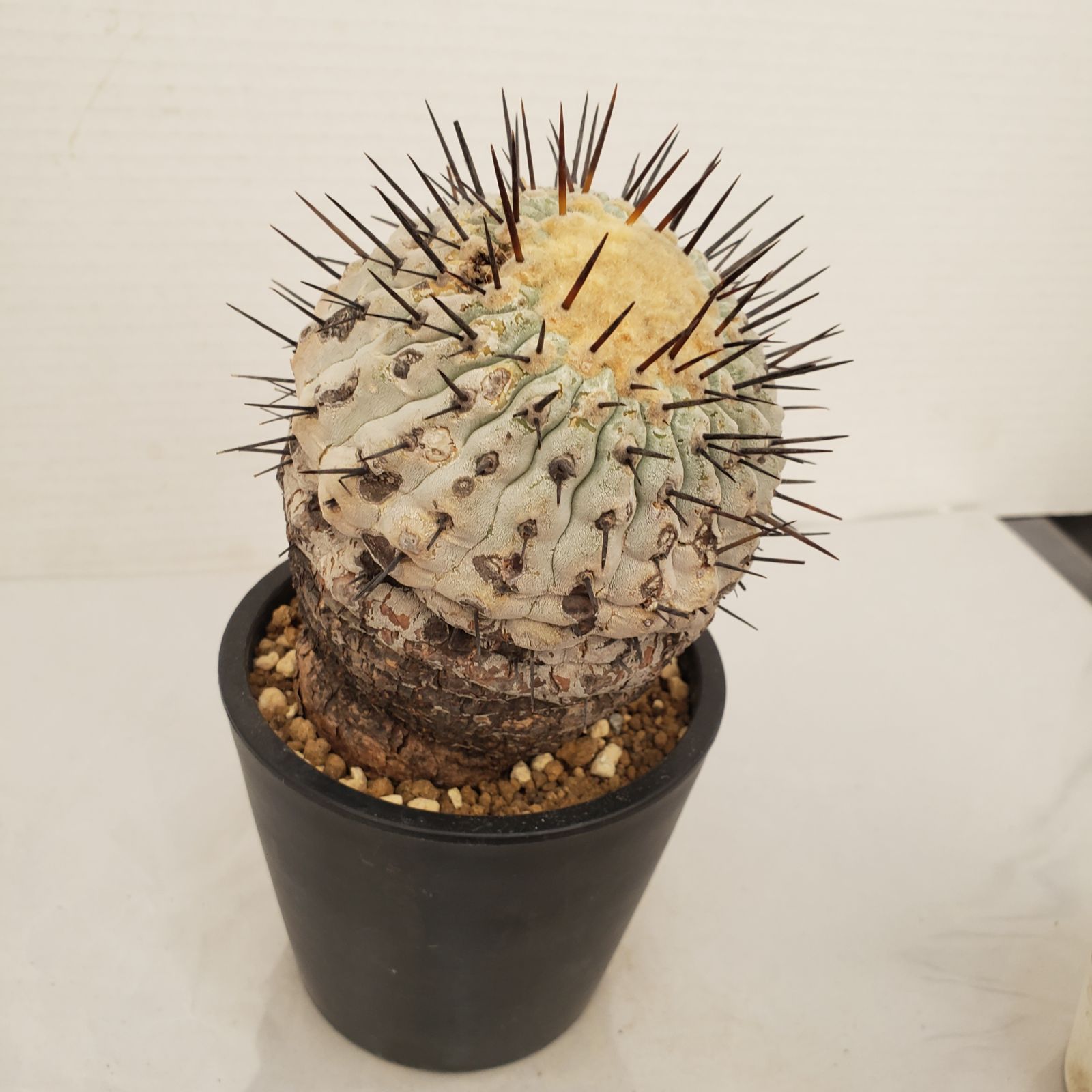 G433【自社養生株】コピアポア コルムナアルバ（発根株・鉢植え