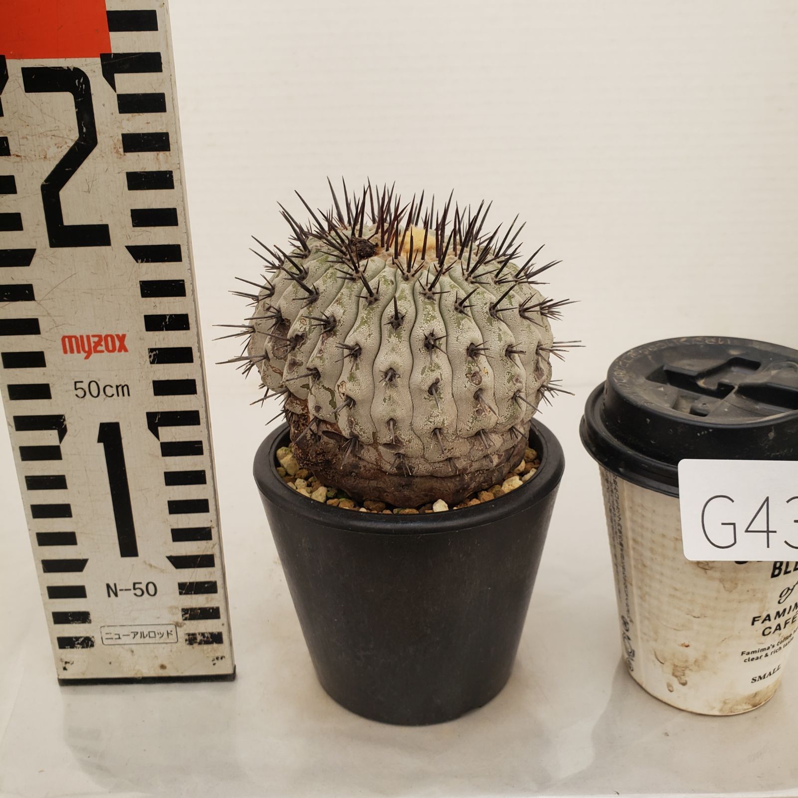 G435【自社養生株】コピアポア コルムナアルバ（発根株・鉢植え