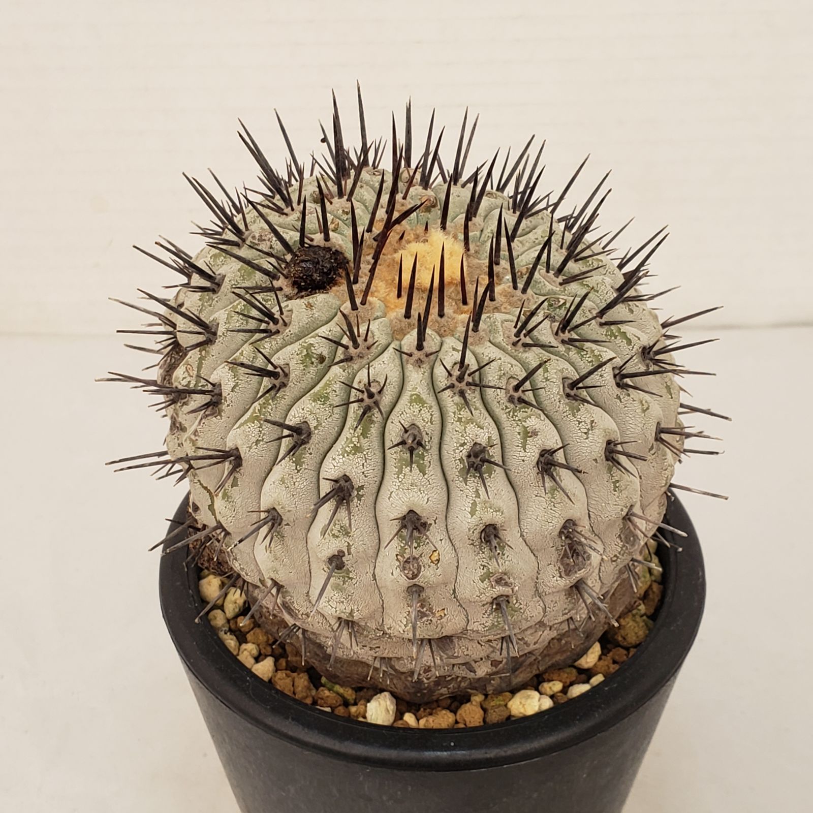 コレクション株！　コピアポア　コルムナアルバ　超美株　発根済！ G435【自社養生株】コピアポア コルムナアルバ（発根株・鉢植え