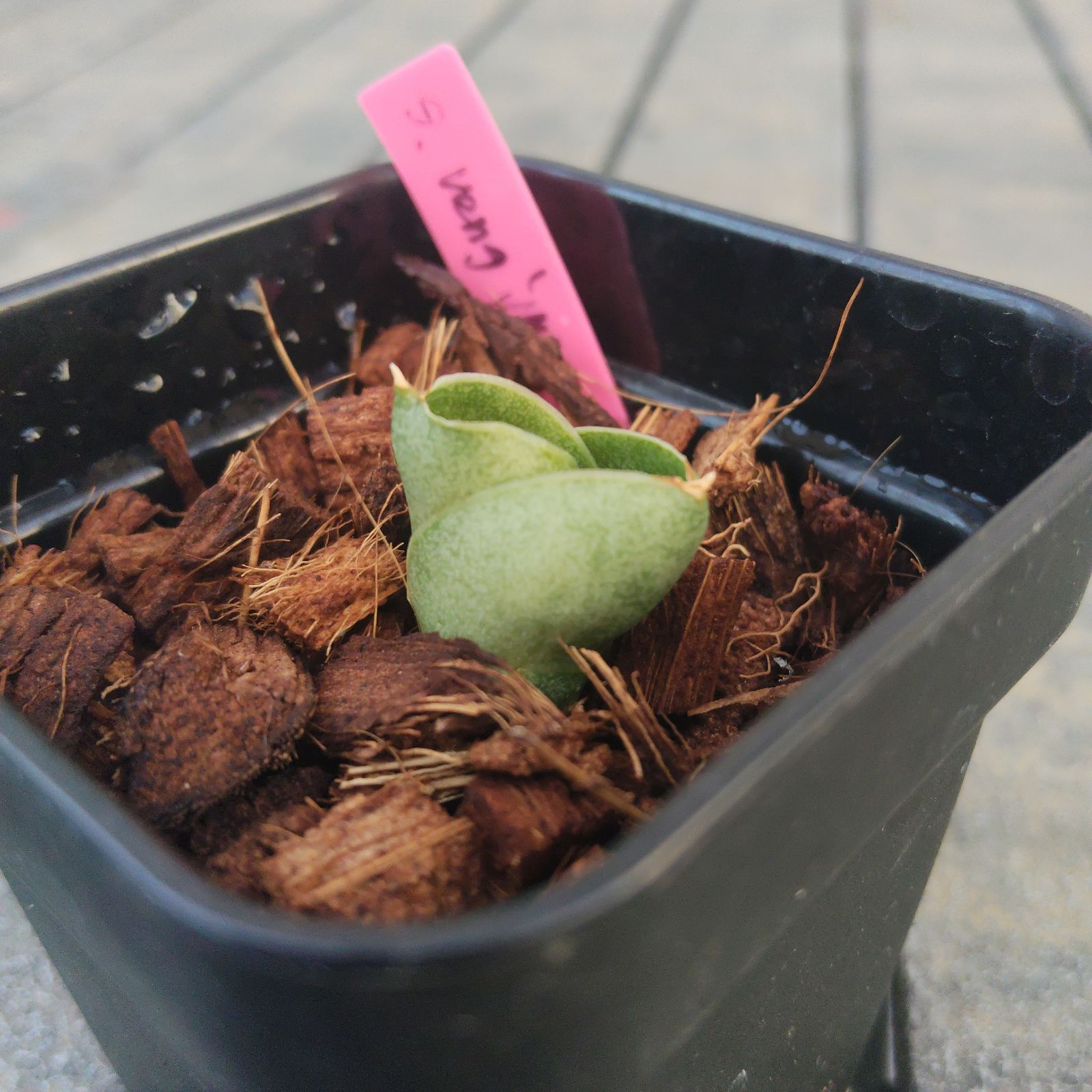 【鬼コレクション株】サンスベリア ベンジャロン(子株2つ付) 鬼コレクション株】サンスベリア ベンジャロン(子株2つ付) 鬼