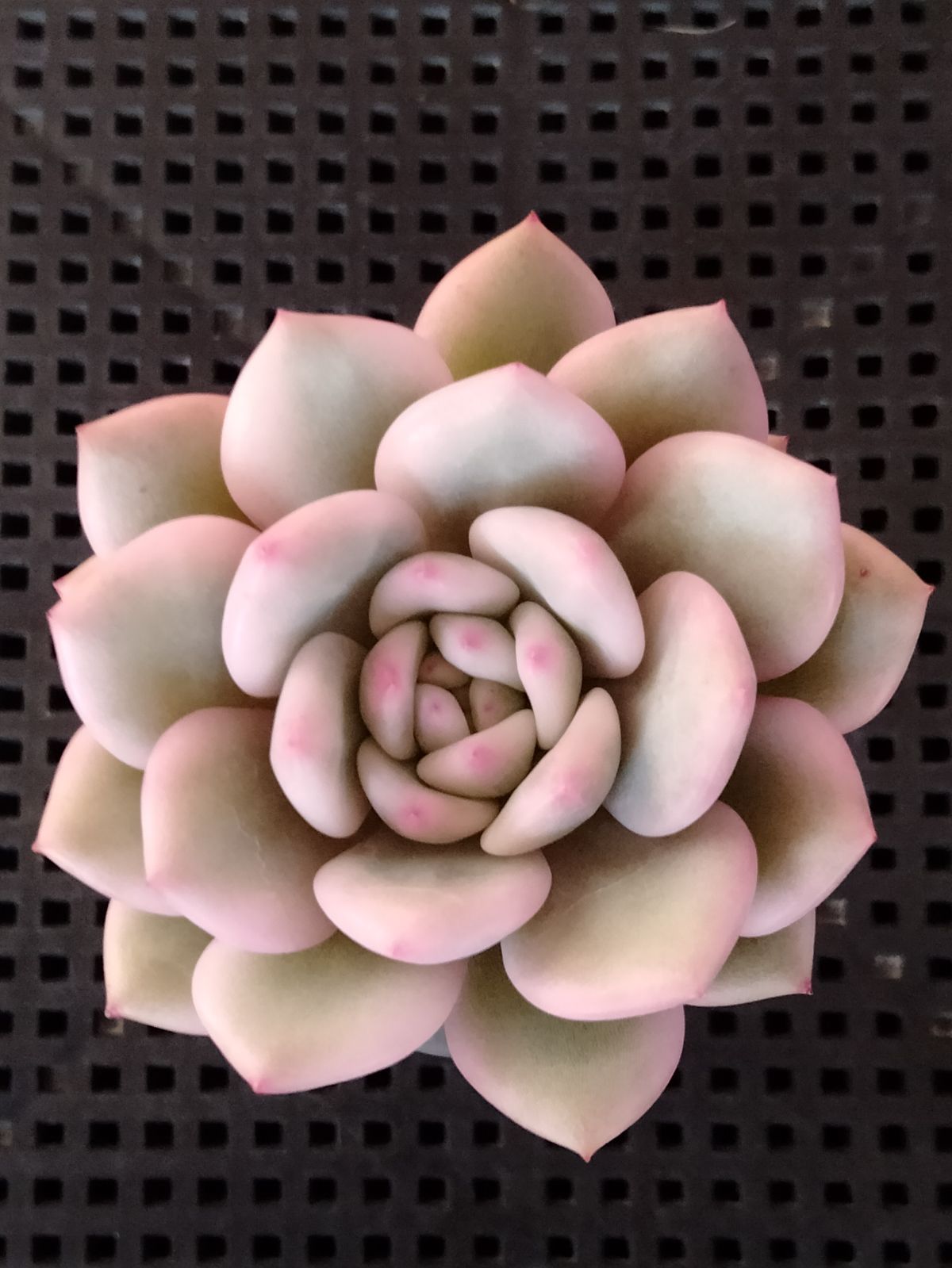 多肉植物 メルカリ便 アリエル錦 - メルカリ