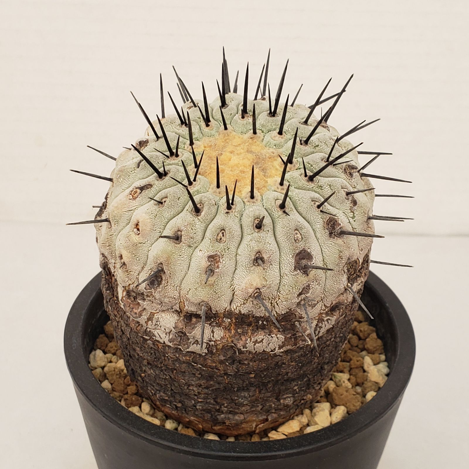 G437【自社養生株】コピアポア コルムナアルバ（発根株・鉢植え