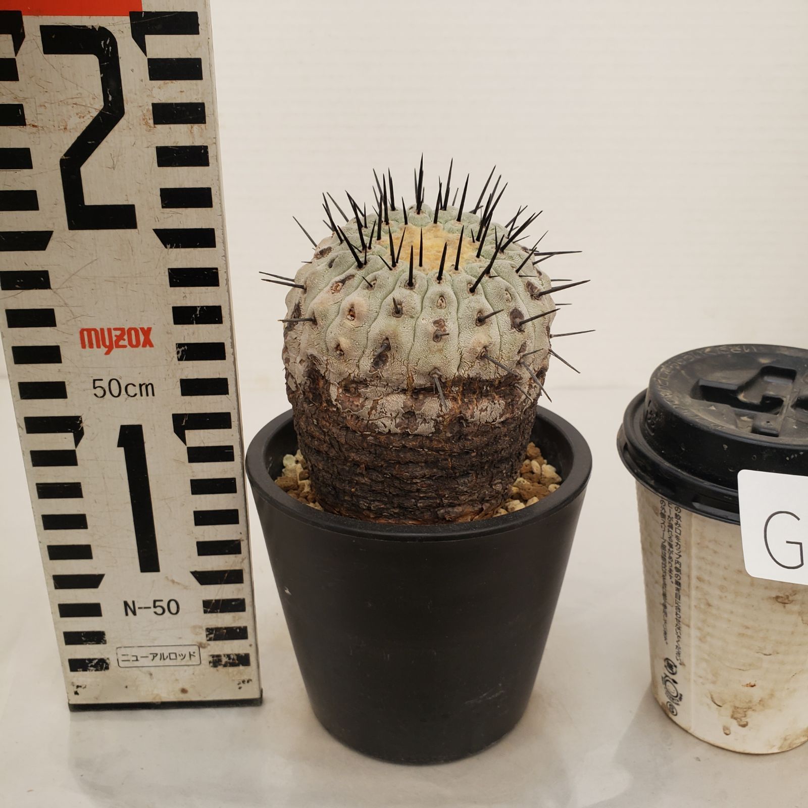 コルムナアルバ　台付 コピアポア・コルムナアルバ（短台付）を植え替えたッ！！ | もすレコ。