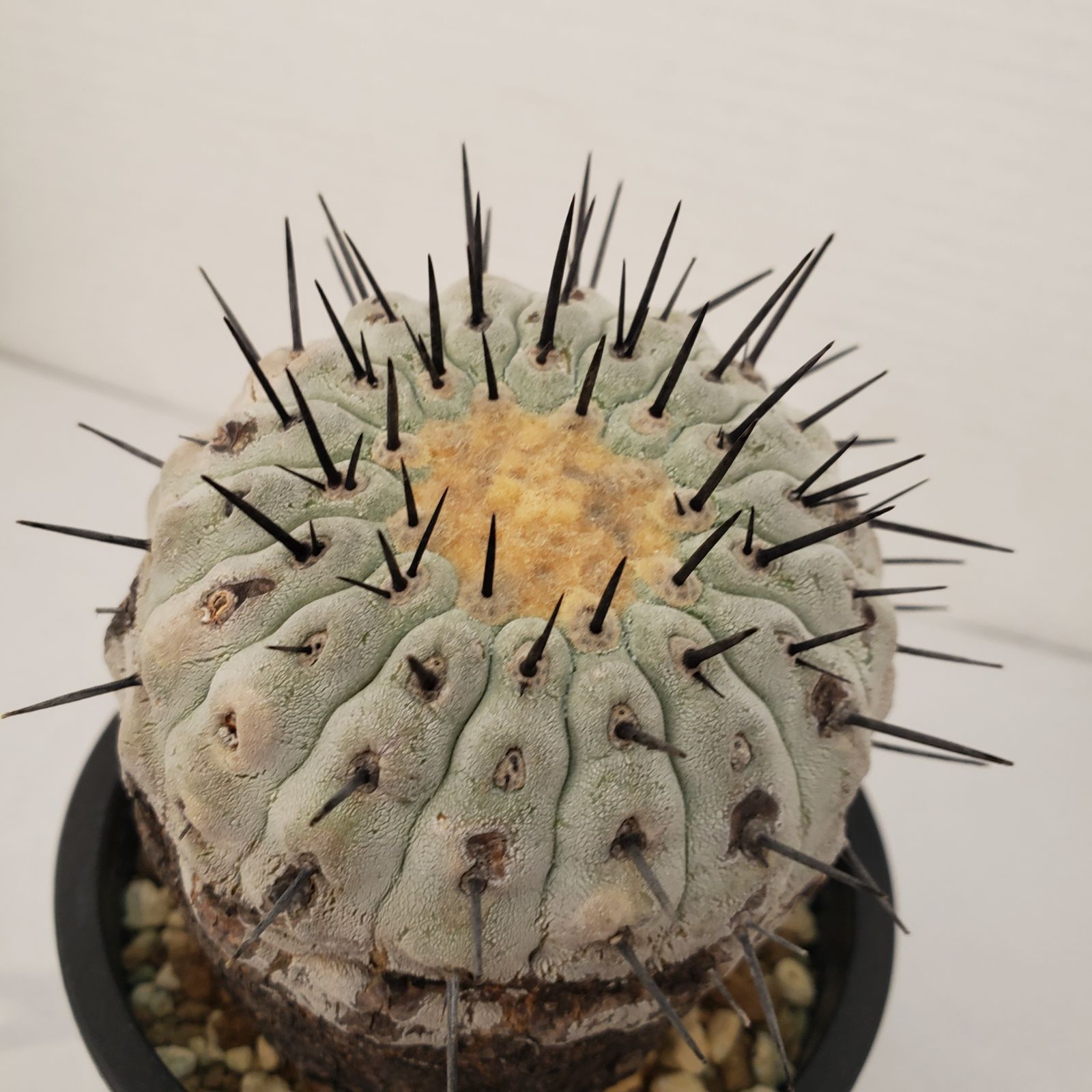 サボテン　コルムナアルバ 種子から25年育てたコピアポア・コルムナアルバです。トゲが特別太い