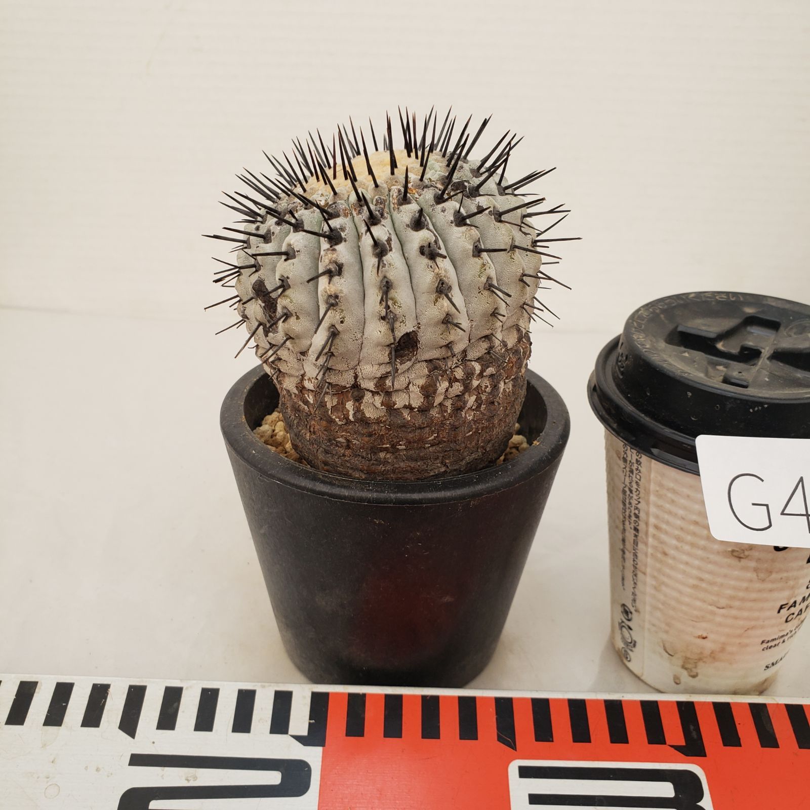 G438【自社養生株】コピアポア コルムナアルバ（発根株・鉢植え