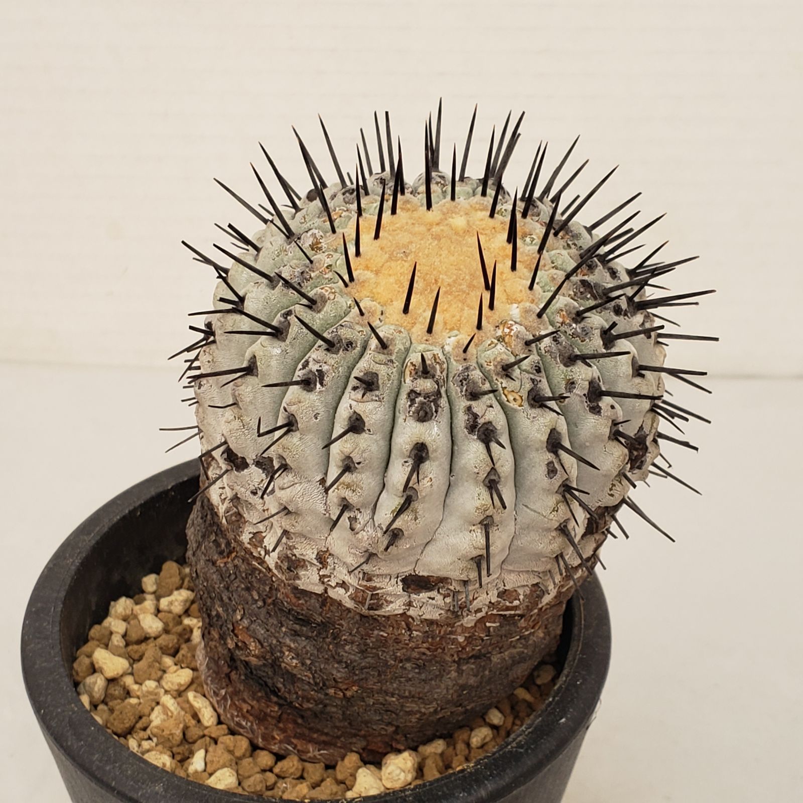 G 438 自社養生株 コピアポア コルムナアルバ 発根株 鉢植え サボテン 多肉植物