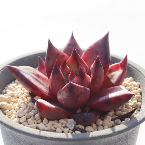 血斑入りアリエル 韓国苗 葉挿し 多肉植物 血しぶき ロメオ 血しぶきタイプ TK12-23 エケベリア 写真の子をお届け 多肉植物