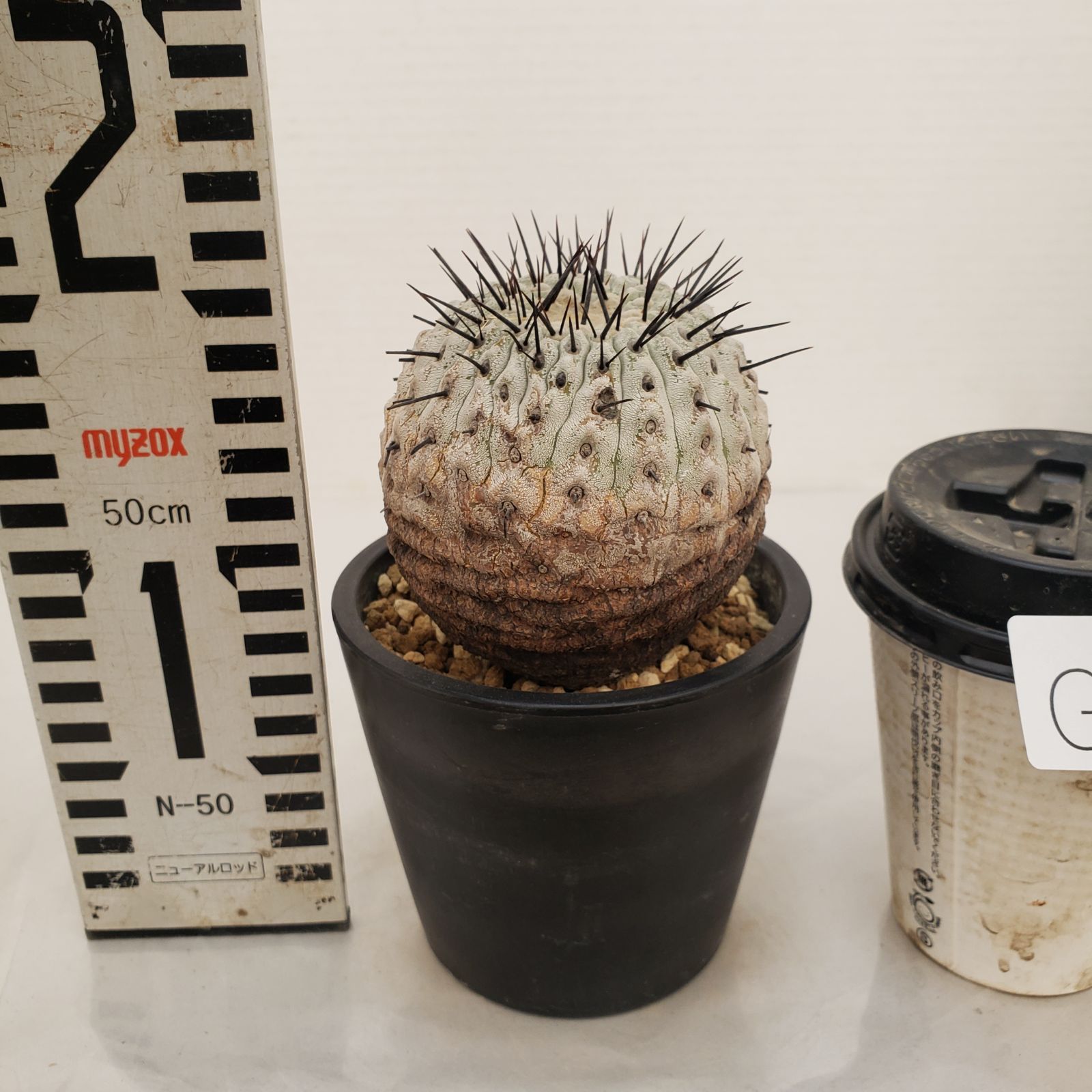 G439【自社養生株】コピアポア コルムナアルバ（発根株・鉢植え