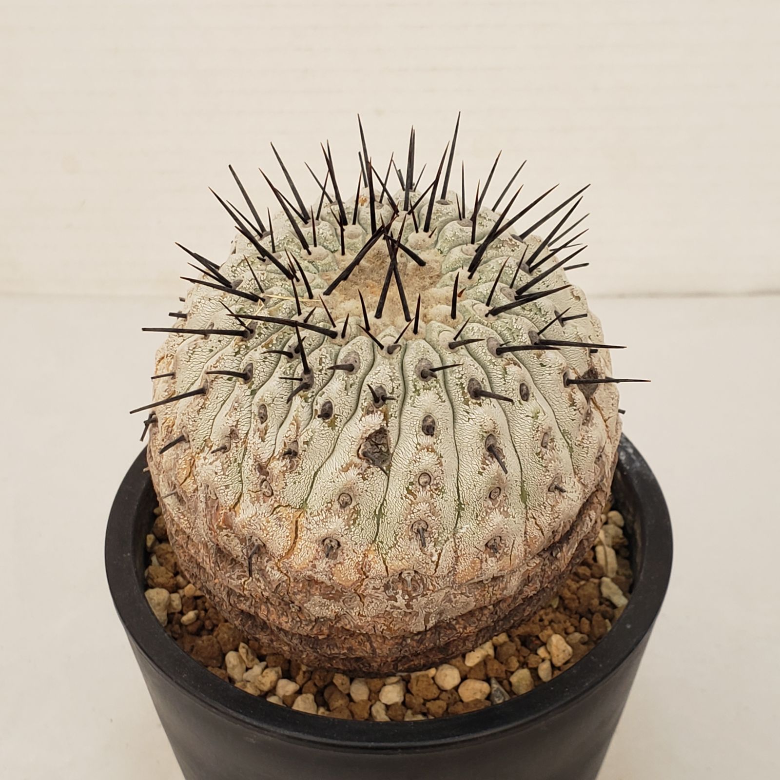 G439【自社養生株】コピアポア コルムナアルバ（発根株・鉢植え