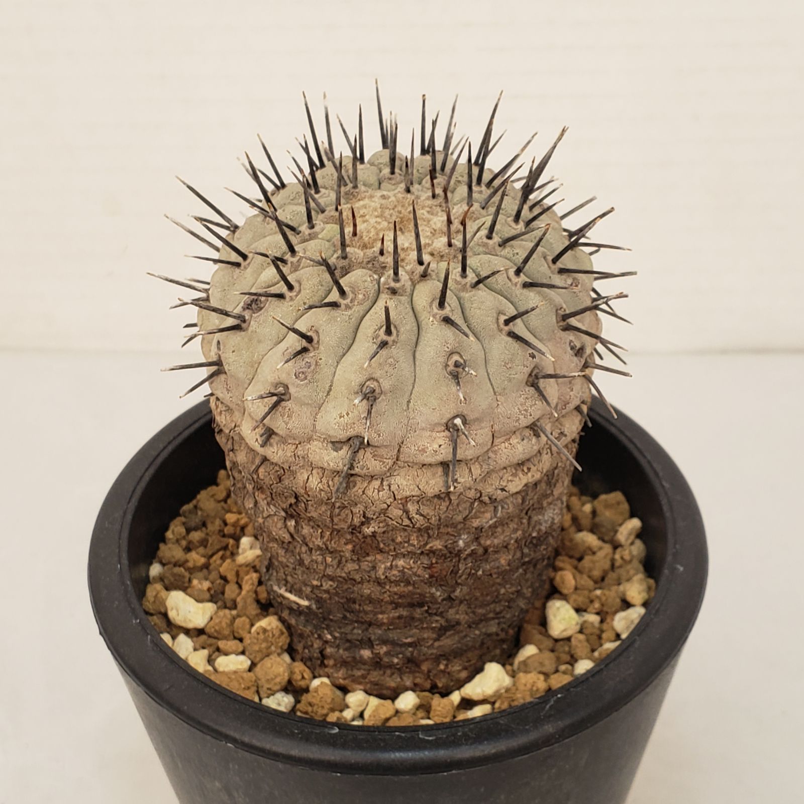 G 440 自社養生株 コピアポア コルムナアルバ 発根株 鉢植え サボテン 多肉植物