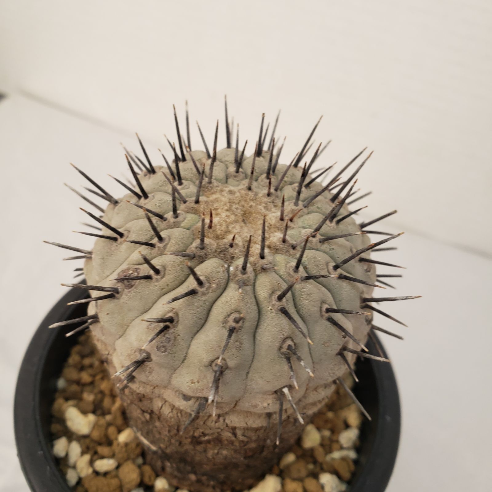 G440【自社養生株】コピアポア コルムナアルバ（発根株・鉢植え