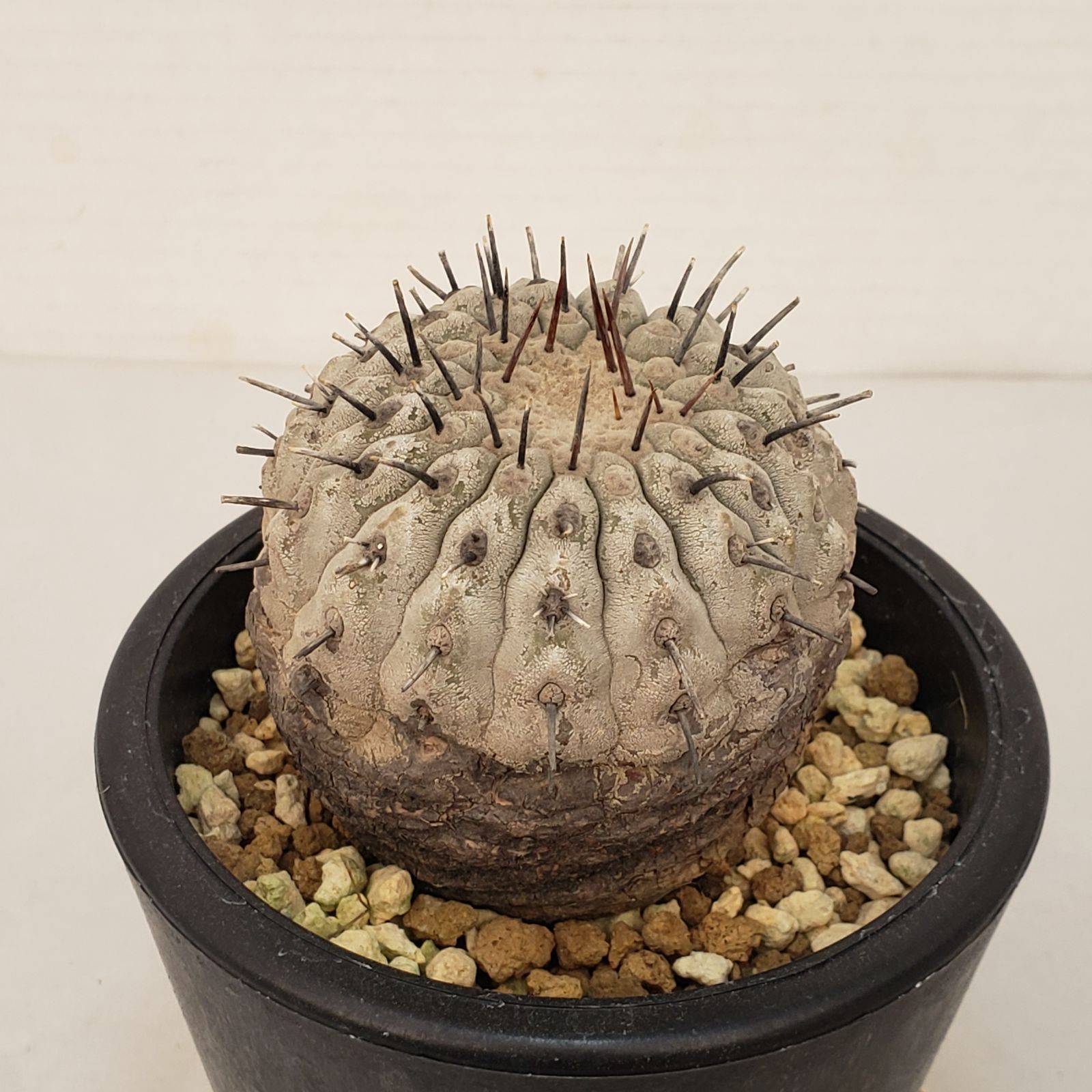 G441【自社養生株】コピアポア コルムナアルバ（発根株・鉢植え