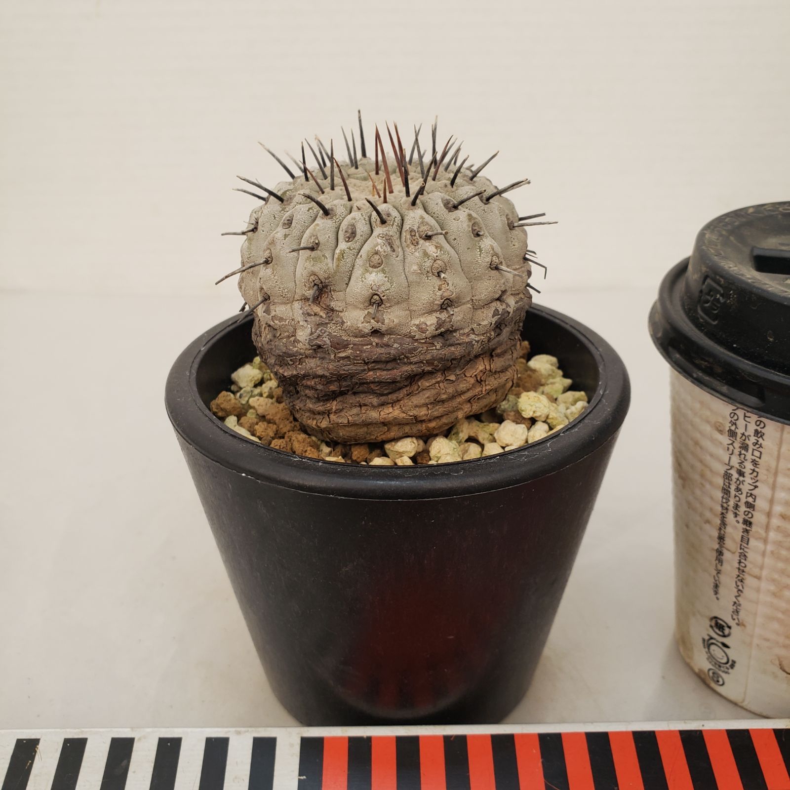 G441【自社養生株】コピアポア コルムナアルバ（発根株・鉢植え