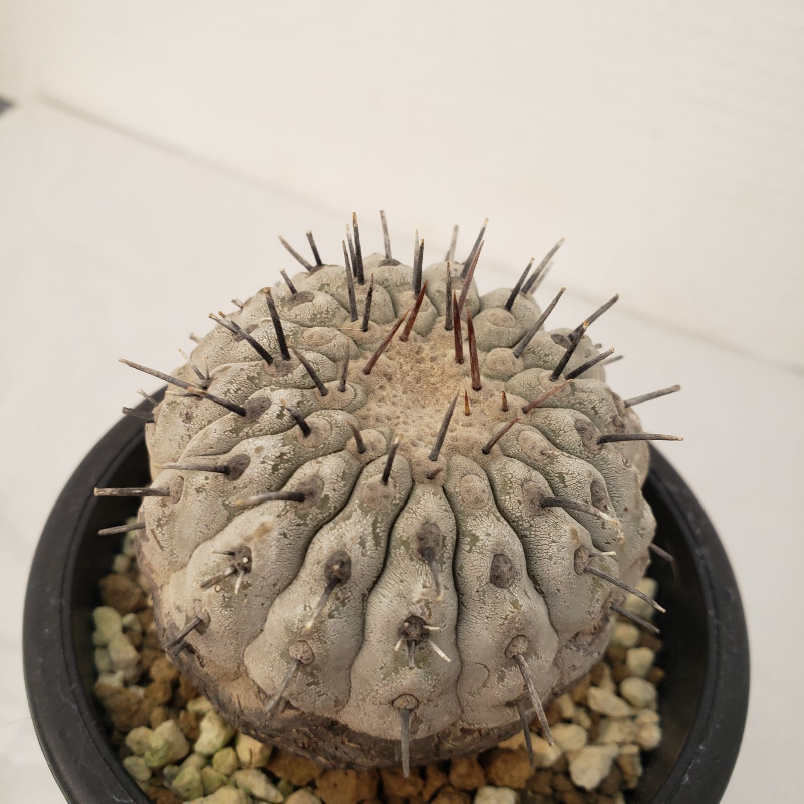 G441【自社養生株】コピアポア コルムナアルバ（発根株・鉢植え