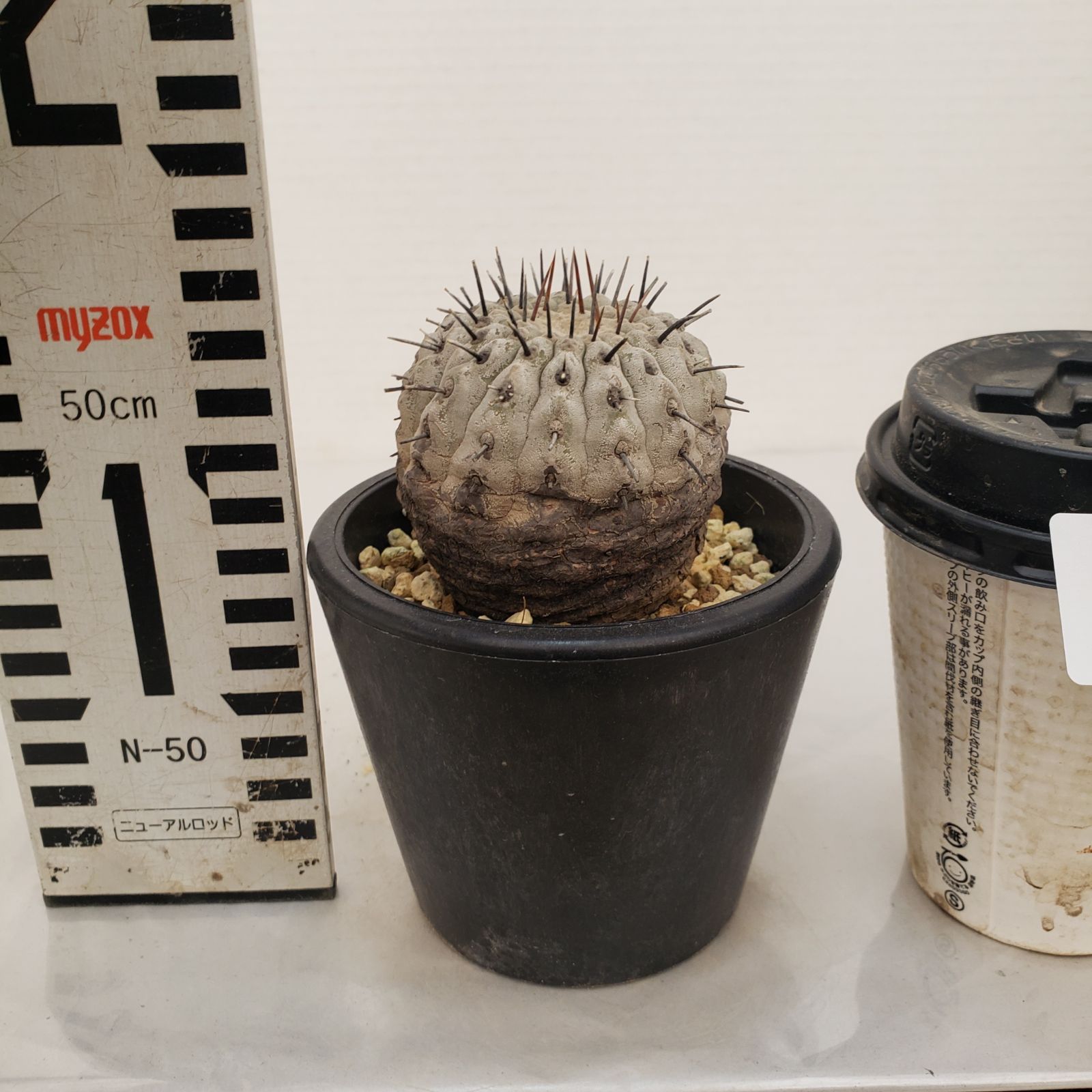 G441【自社養生株】コピアポア コルムナアルバ（発根株・鉢植え