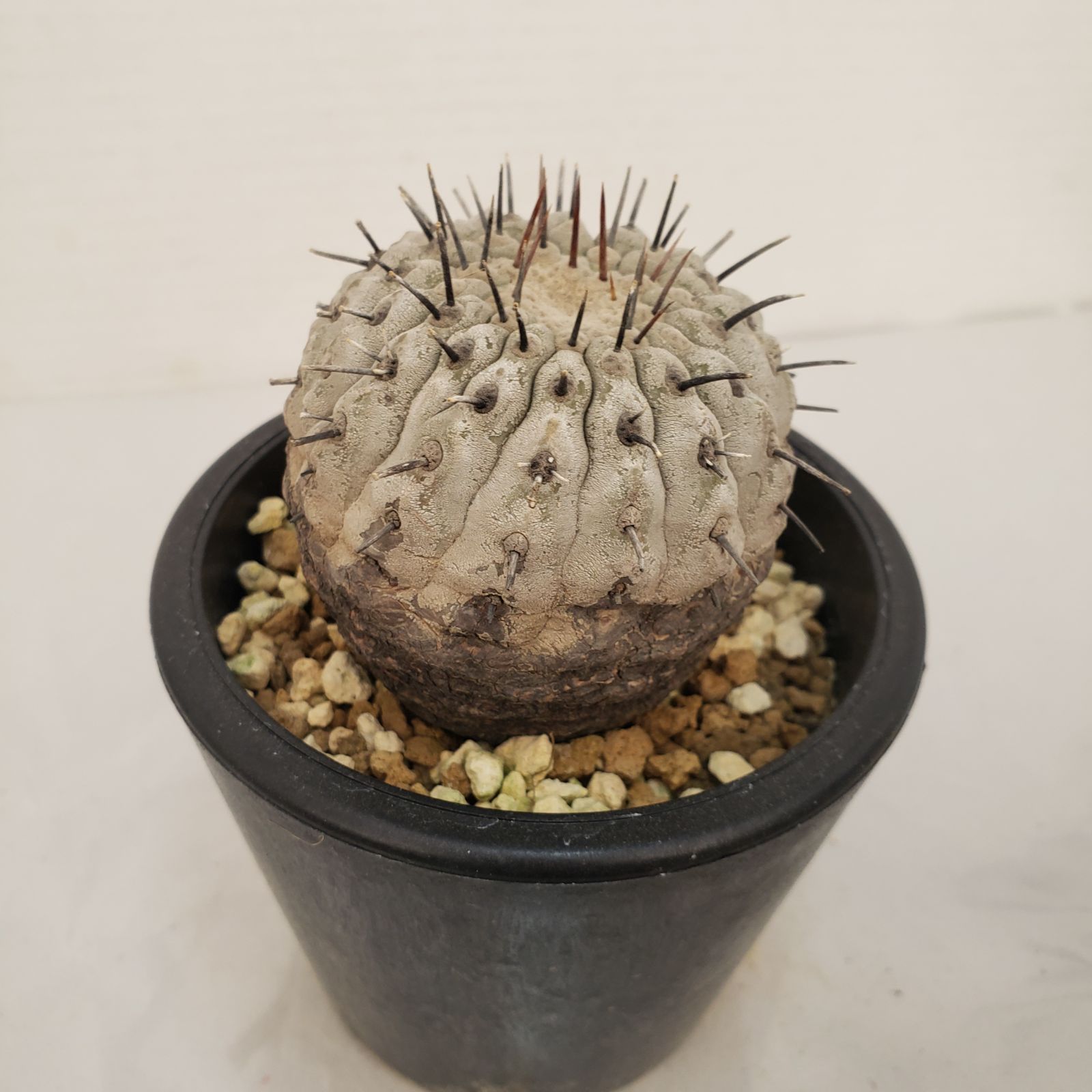 G441【自社養生株】コピアポア コルムナアルバ（発根株・鉢植え