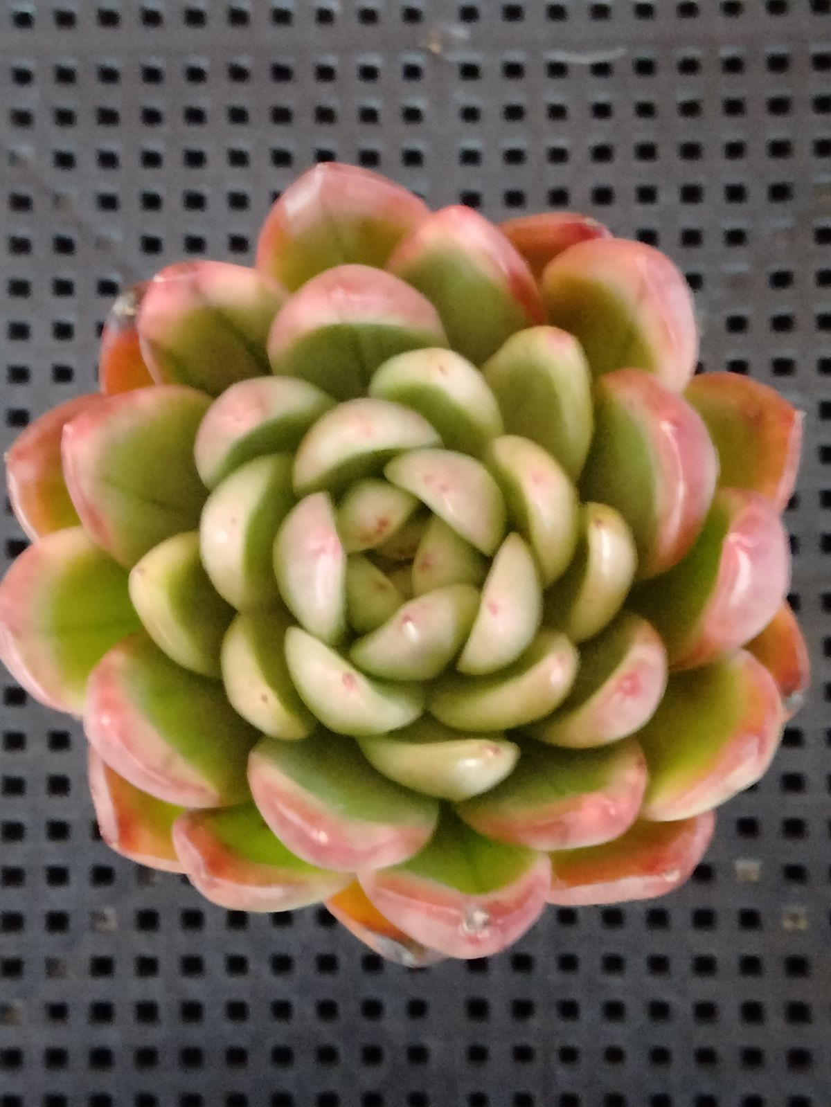 お取り置き　多肉植物　相府蓮錦　発根済 多肉植物 相府蓮錦 - メルカリ