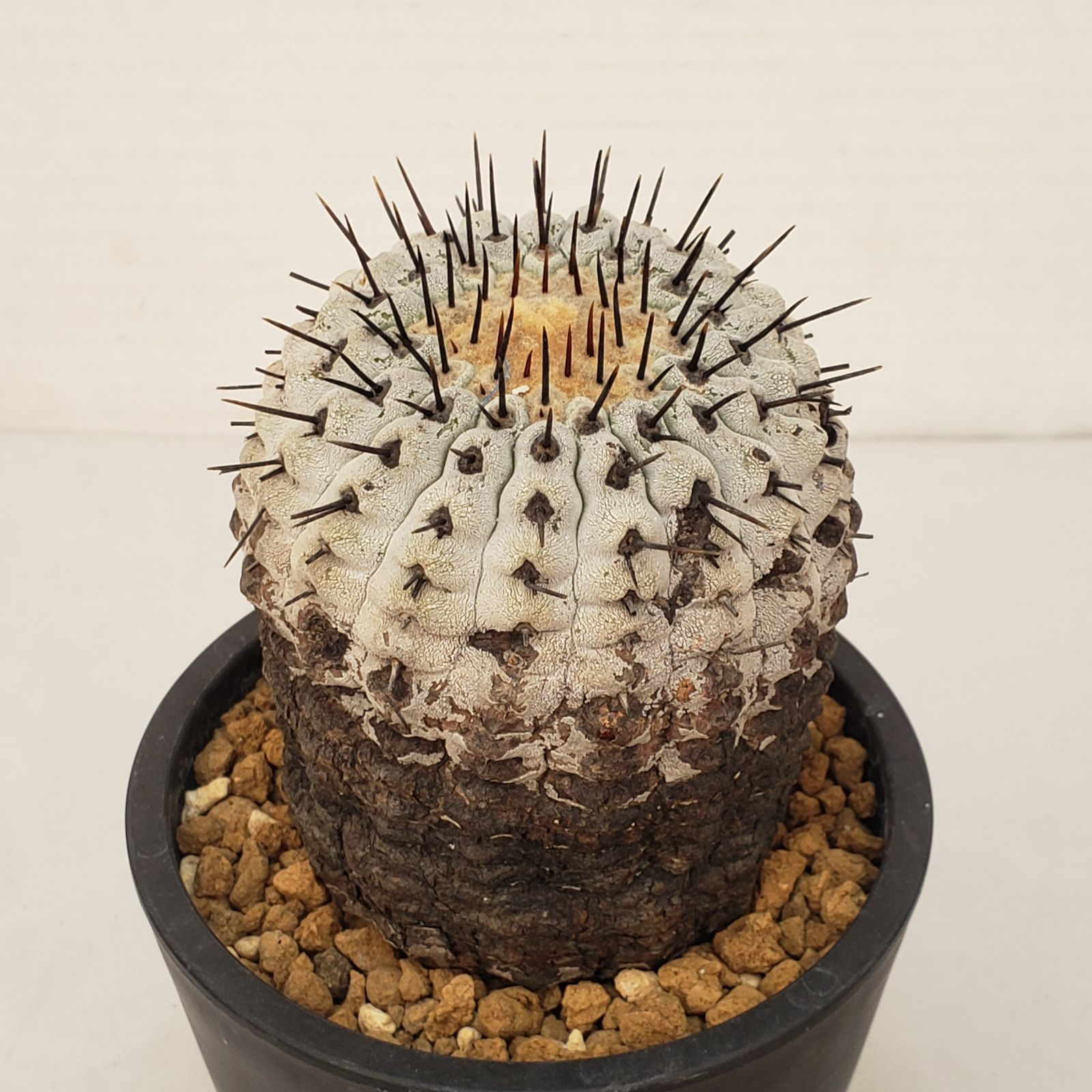 コレクション株！　コピアポア　コルムナアルバ　超美株　発根済！ G443【自社養生株】コピアポア コルムナアルバ（発根株・鉢植え