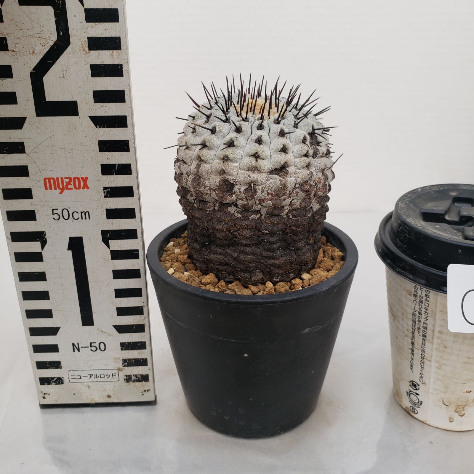 G443【自社養生株】コピアポア コルムナアルバ（発根株・鉢植え