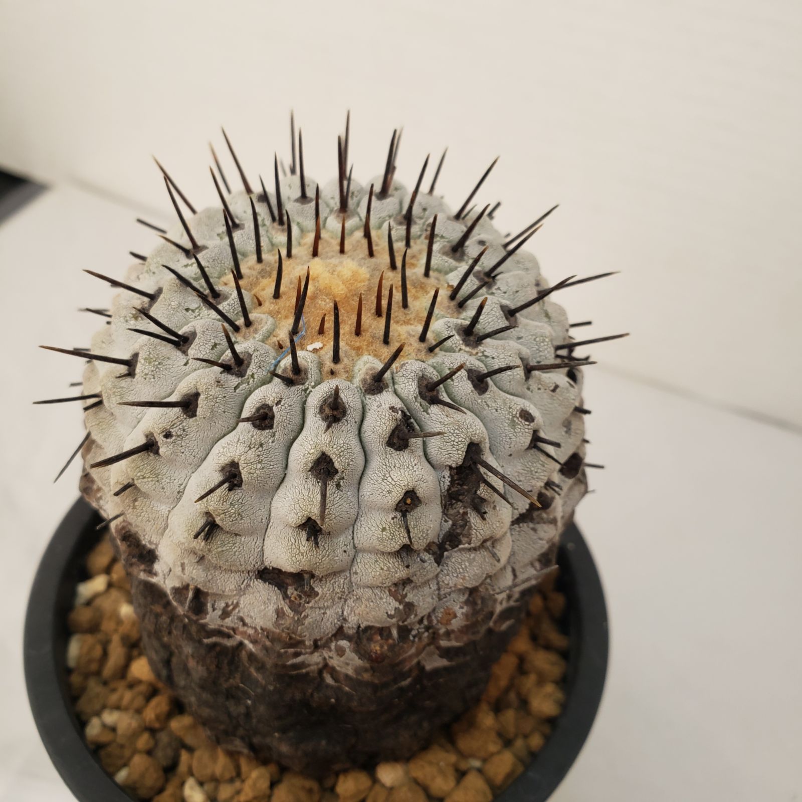 G443【自社養生株】コピアポア コルムナアルバ（発根株・鉢植え