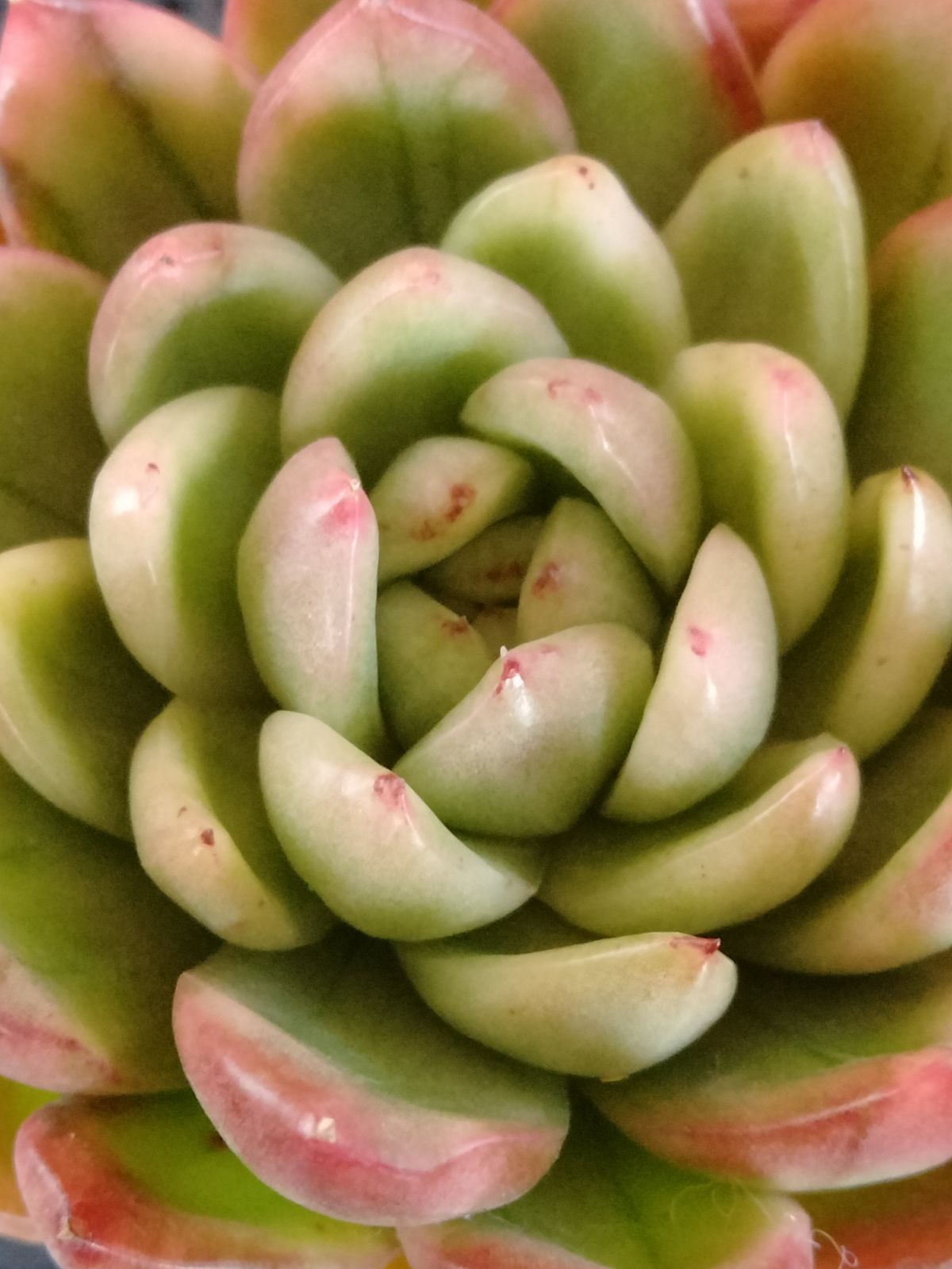 多肉植物 相府蓮錦 - メルカリ