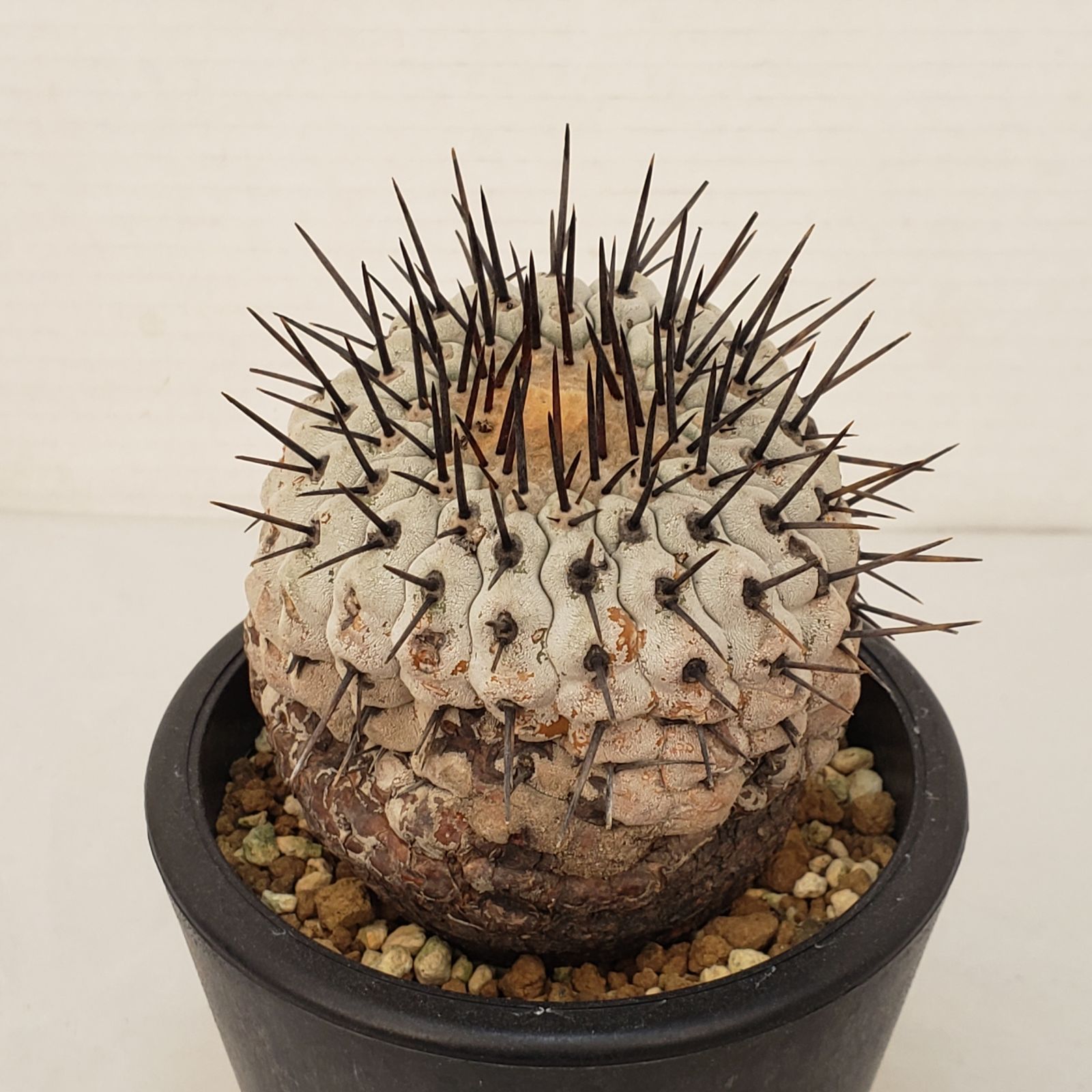 G 444 自社養生株 コピアポア コルムナアルバ 発根株 鉢植え サボテン 多肉植物