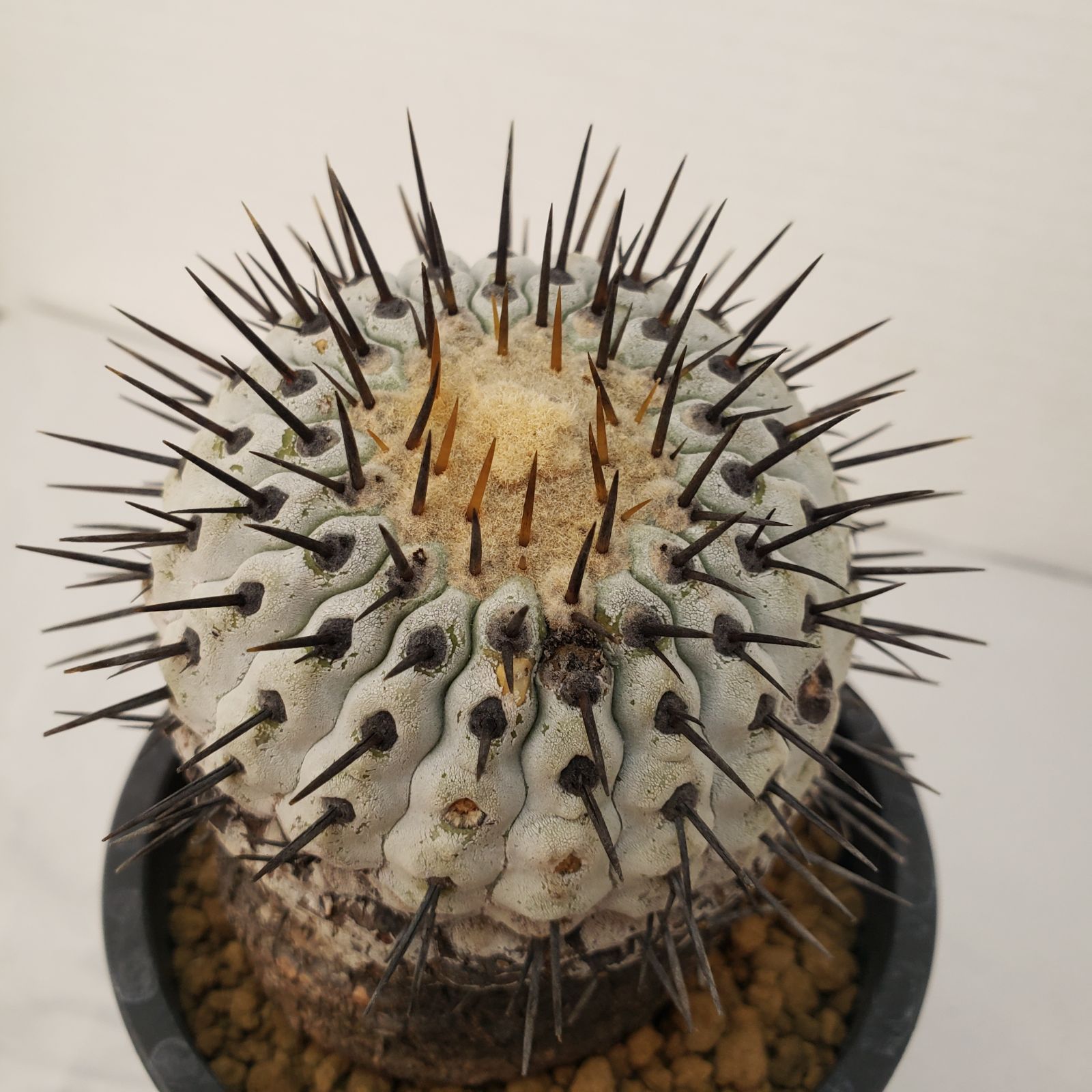 G445【自社養生株】コピアポア コルムナアルバ（発根株・鉢植え