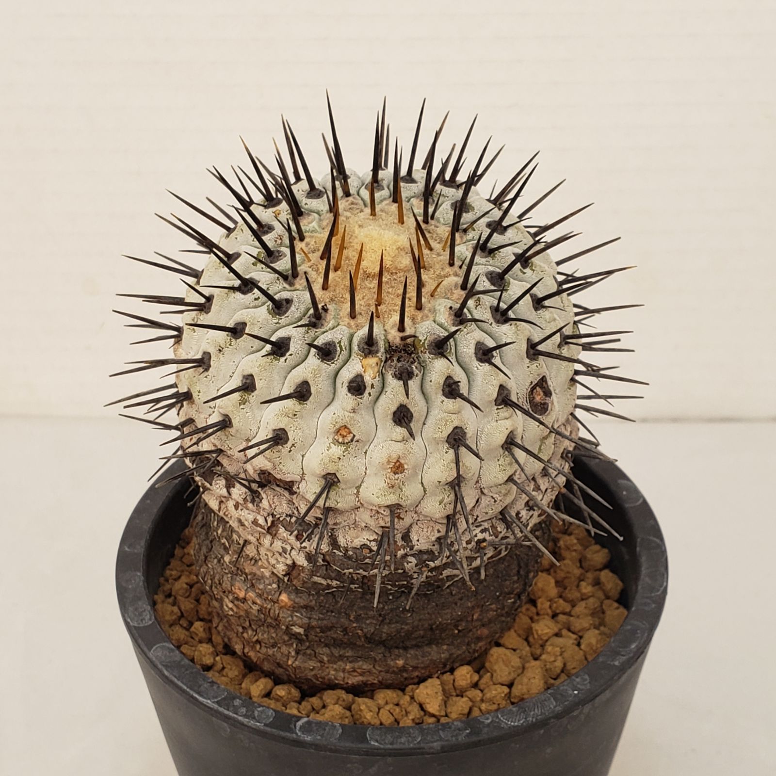 G445【自社養生株】コピアポア コルムナアルバ（発根株・鉢植え