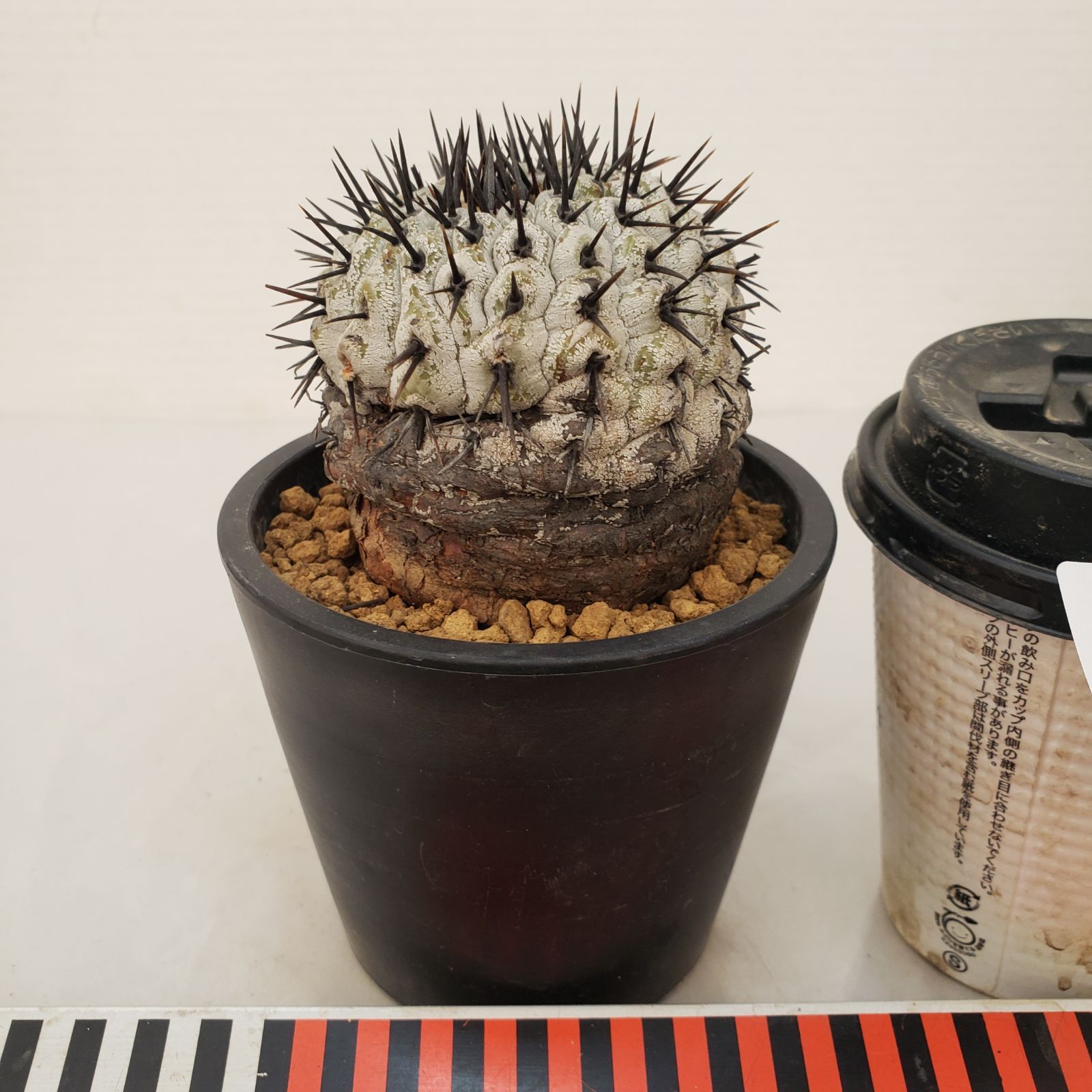 G446【自社養生株】コピアポア コルムナアルバ（発根株・鉢植え