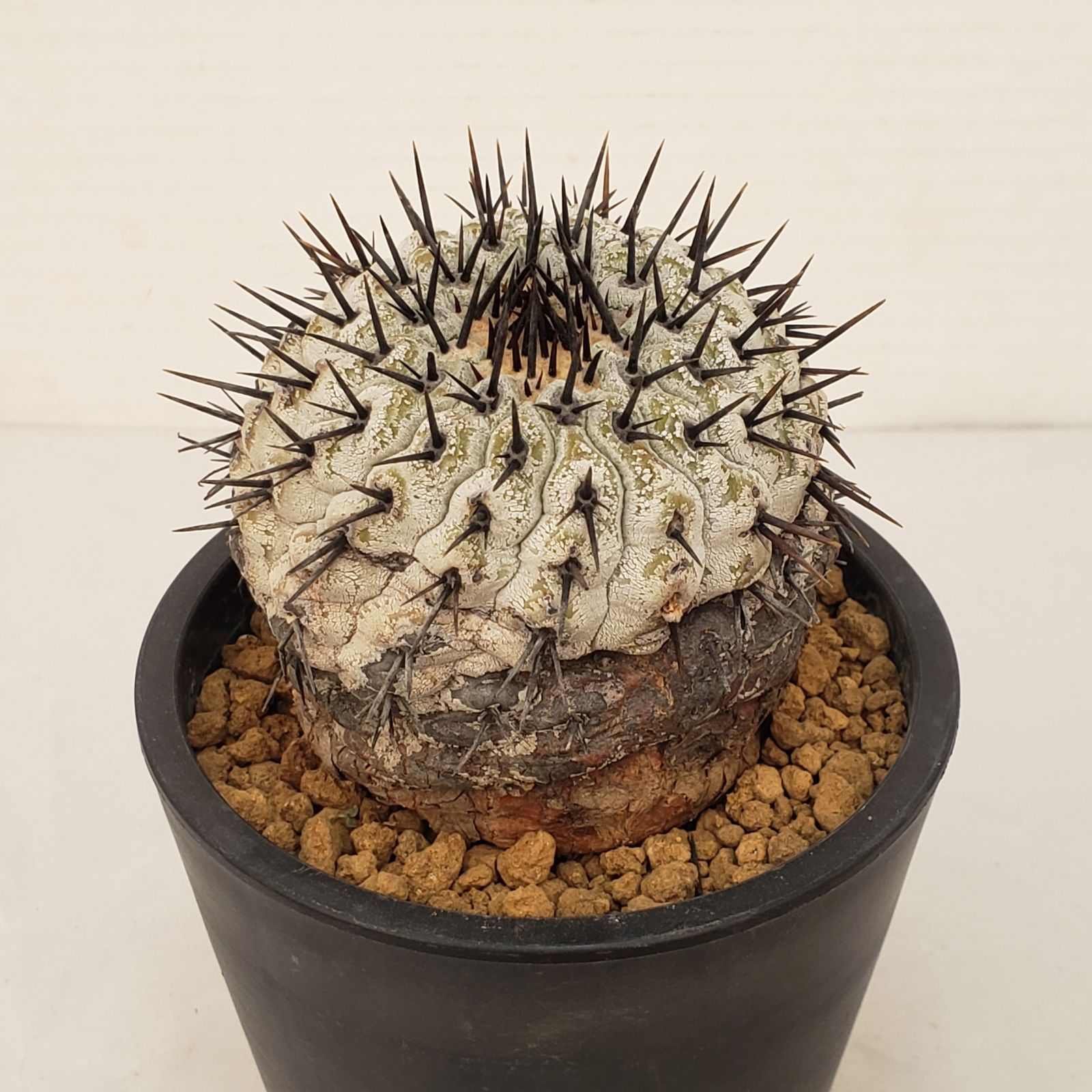 G 446 自社養生株 コピアポア コルムナアルバ 発根株 鉢植え サボテン 多肉植物