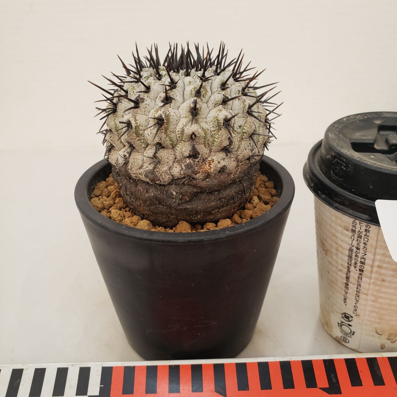 G446【自社養生株】コピアポア コルムナアルバ（発根株・鉢植え