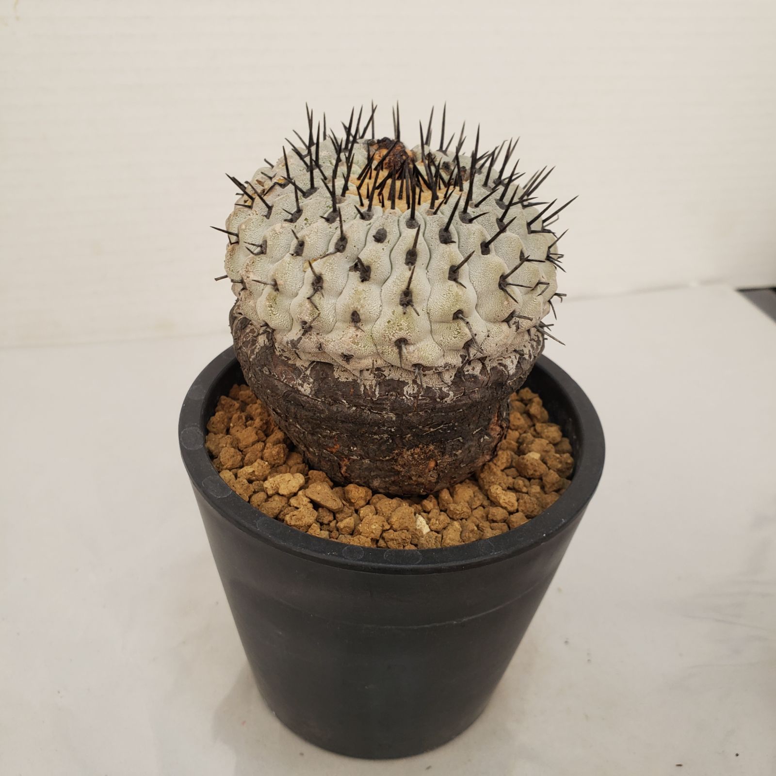 G447【自社養生株】コピアポア コルムナアルバ（発根株・鉢植え