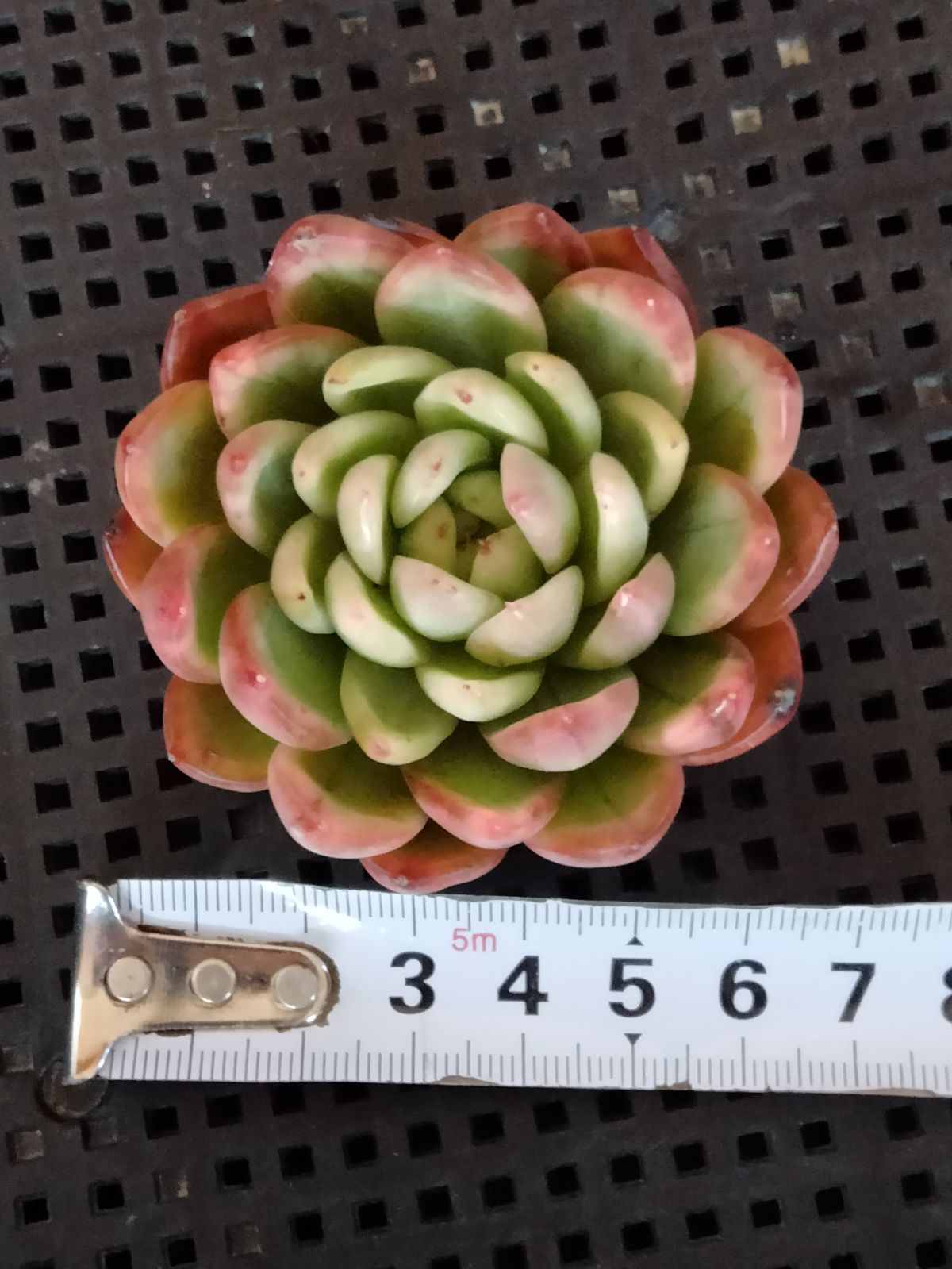 多肉植物 相府蓮錦 - メルカリ