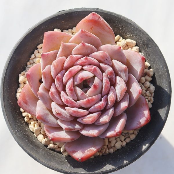 桃桜大福 永遠ラベル付き TK12-25 エケベリア 写真の子をお届け 多肉