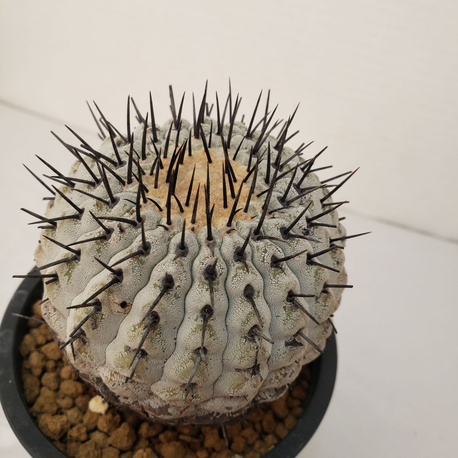 G448【自社養生株】コピアポア コルムナアルバ（発根株・鉢植え