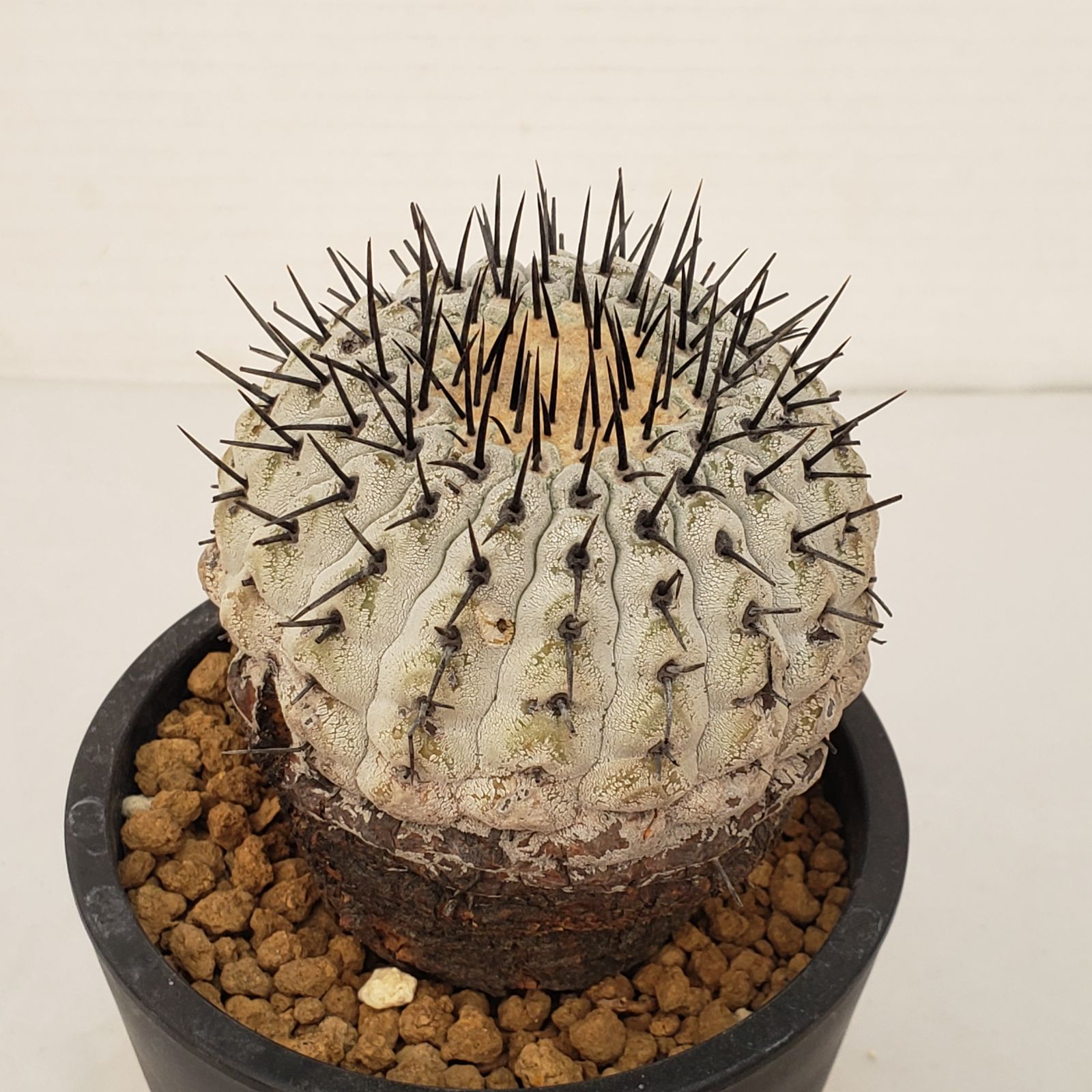 G 448 自社養生株 コピアポア コルムナアルバ 発根株 鉢植え サボテン 多肉植物