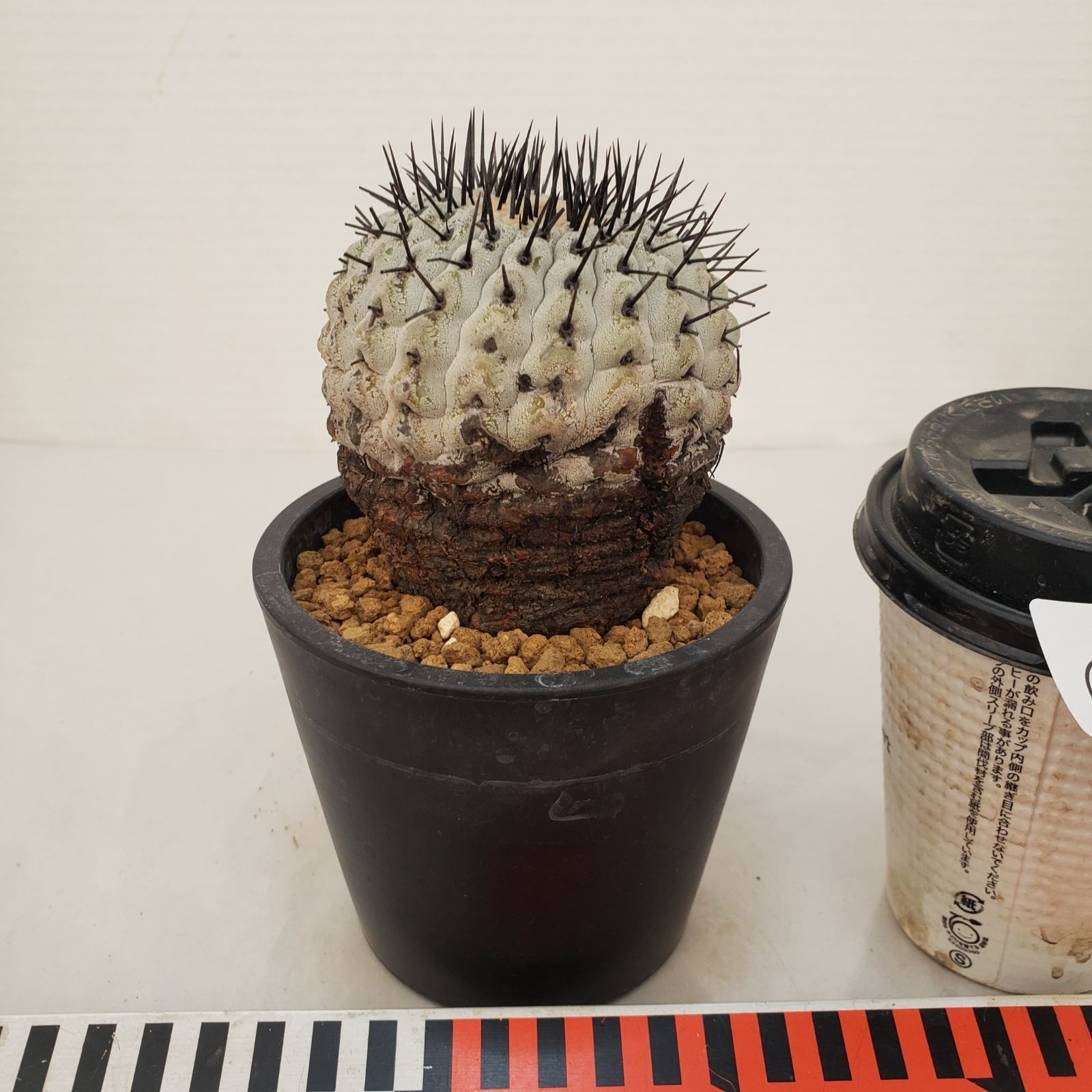 G448【自社養生株】コピアポア コルムナアルバ（発根株・鉢植え