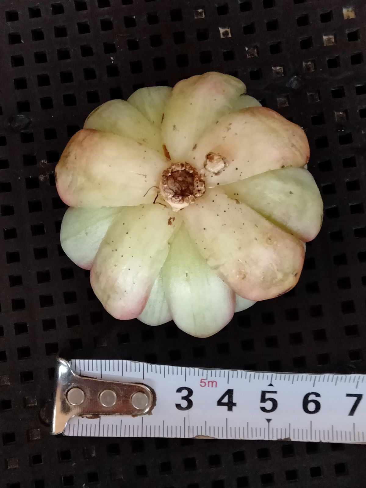 多肉植物 相府蓮錦 - メルカリ