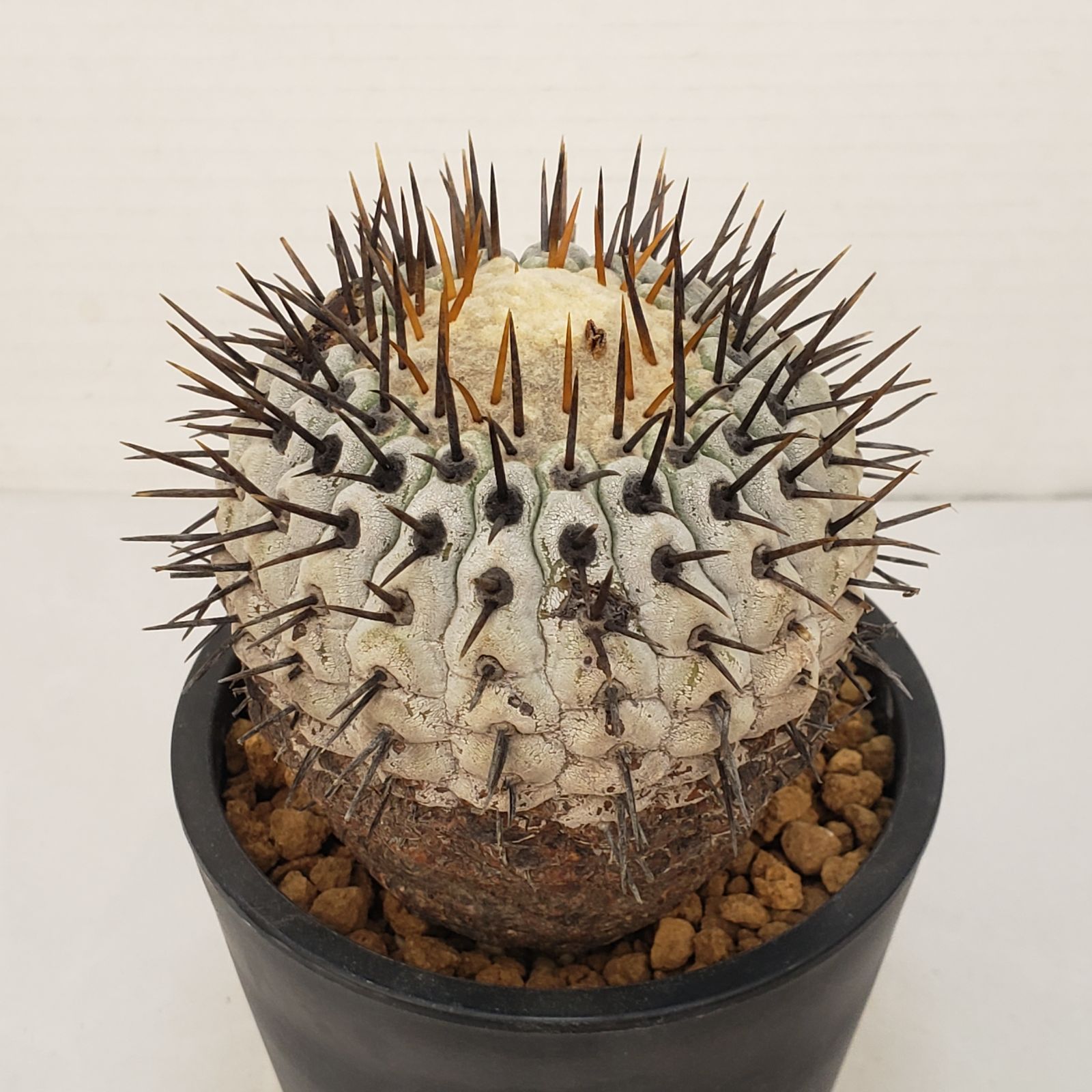 コレクション株！　コピアポア　コルムナアルバ　超美株　発根済！ コレクション株！ コピアポア コルムナアルバ 超美株 発根済