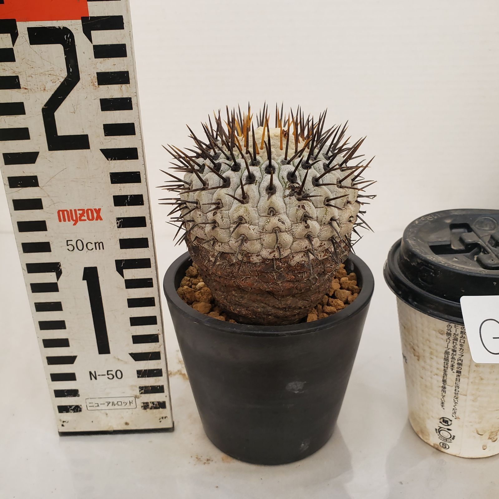 G449【自社養生株】コピアポア コルムナアルバ（発根株・鉢植え