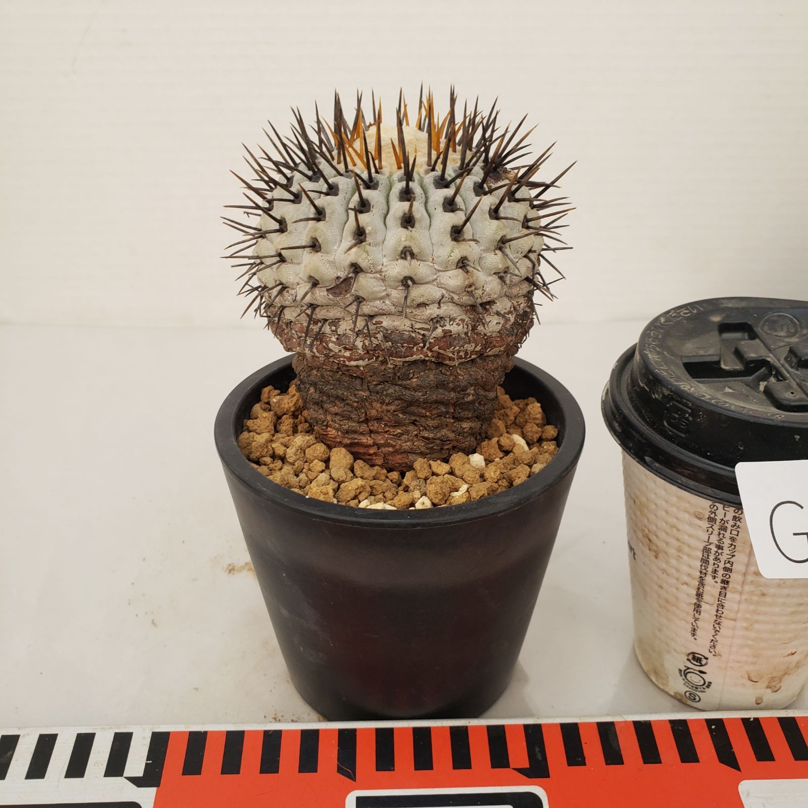 G449【自社養生株】コピアポア コルムナアルバ（発根株・鉢植え