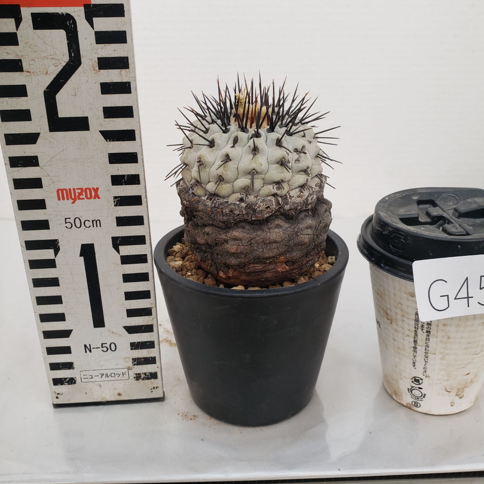 G450【自社養生株】コピアポア コルムナアルバ（発根株・鉢植え