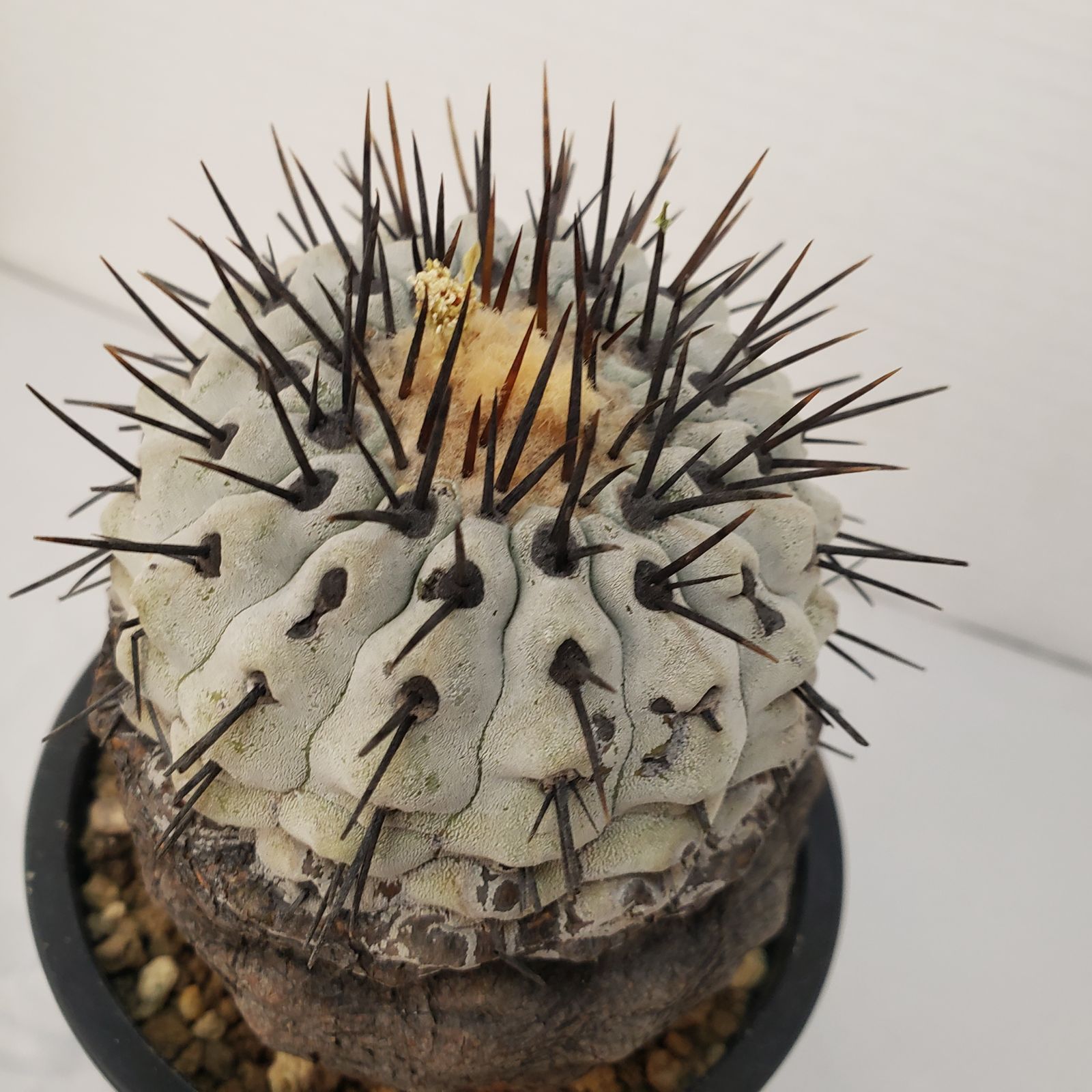 G450【自社養生株】コピアポア コルムナアルバ（発根株・鉢植え