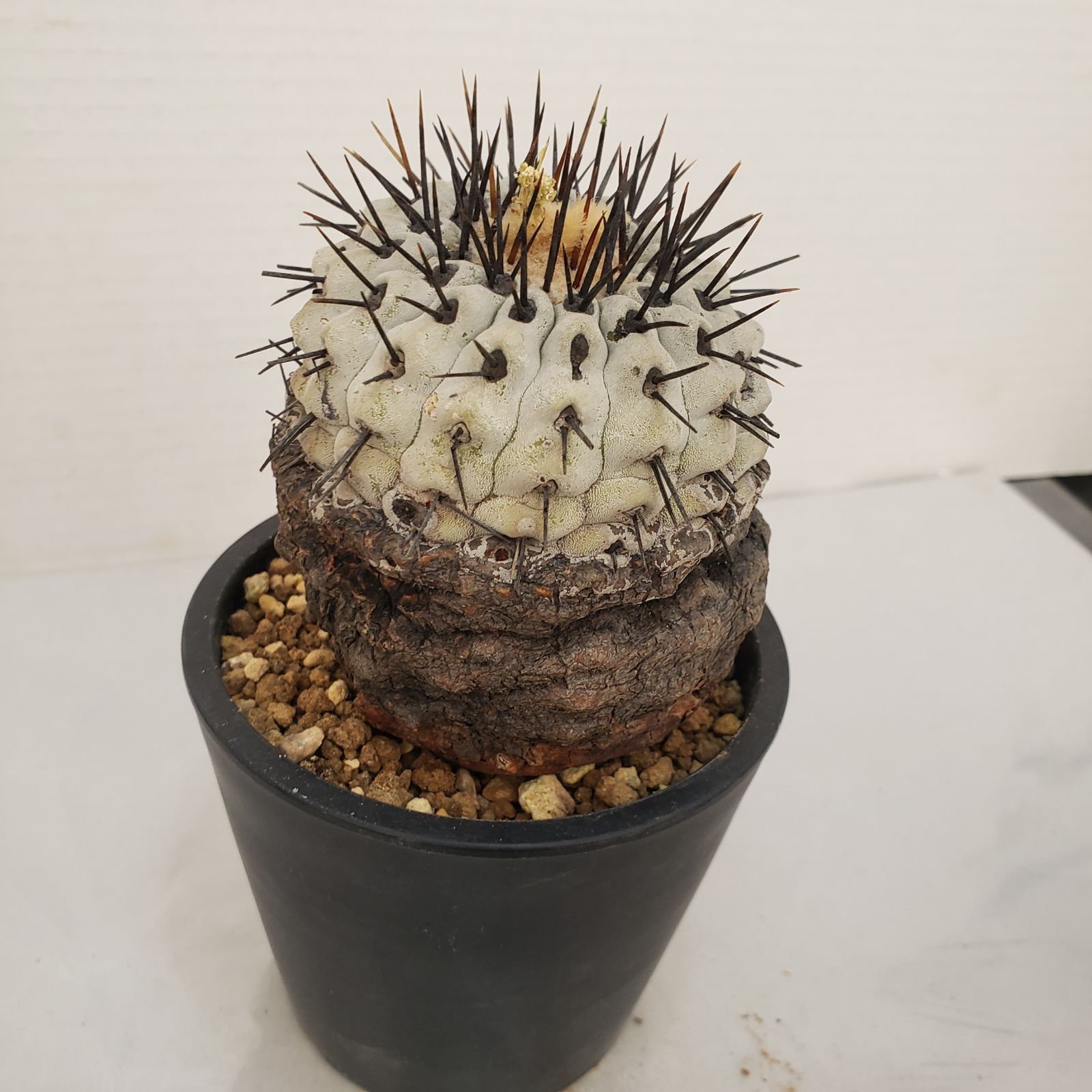 G450【自社養生株】コピアポア コルムナアルバ（発根株・鉢植え