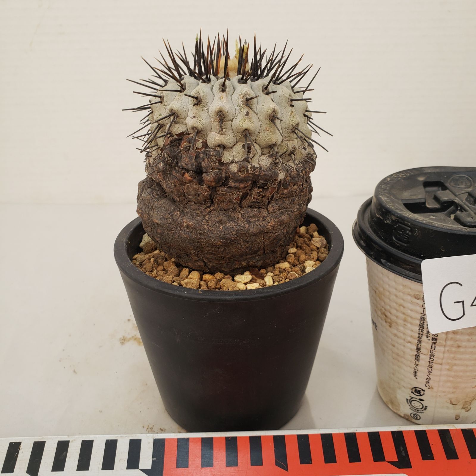 G450【自社養生株】コピアポア コルムナアルバ（発根株・鉢植え