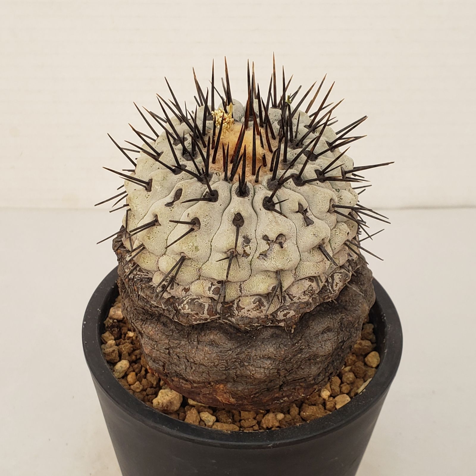 サボテン　コルムナアルバ G450【自社養生株】コピアポア コルムナアルバ（発根株・鉢植え