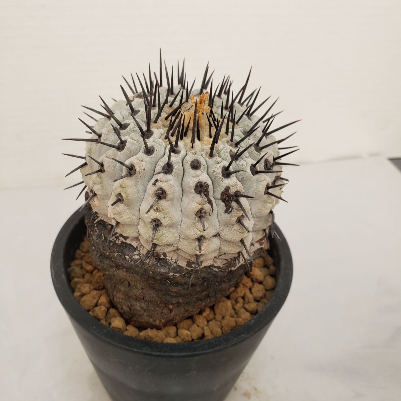 コピアポア・コルムナアルバ　現地株　おまけ付け コピアポア コルムナ・アルバ（現地球） | hanayoshi-botanical