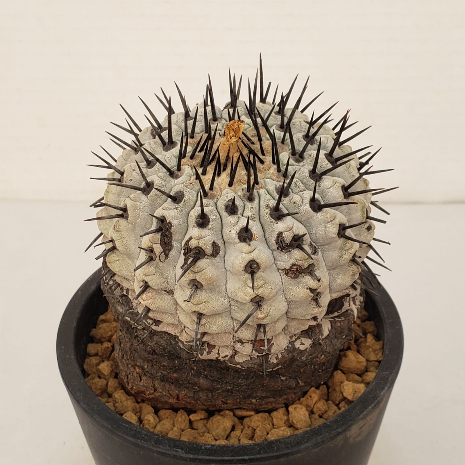 G451【自社養生株】コピアポア コルムナアルバ（発根株・鉢植え