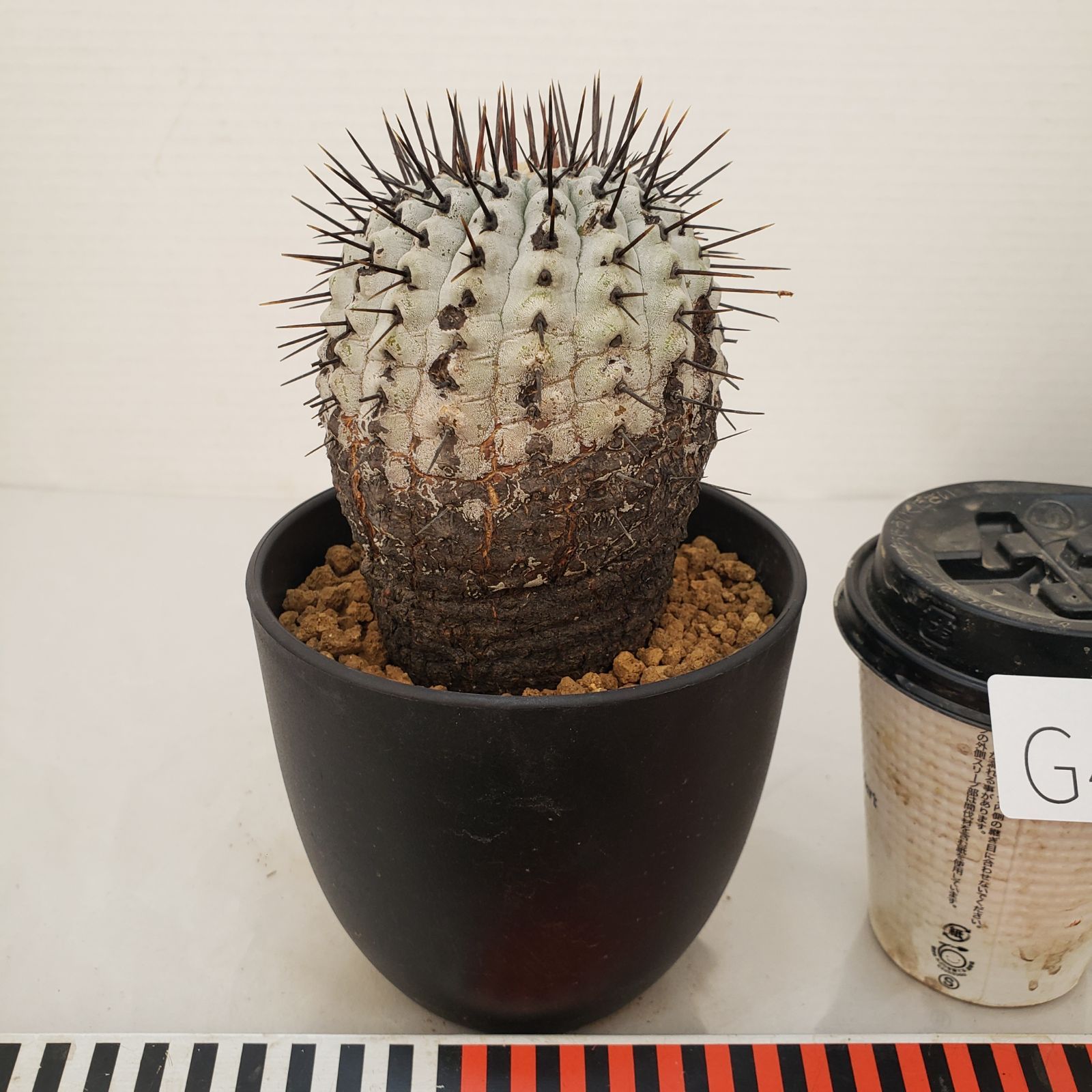 G452【自社養生株】コピアポア コルムナアルバ（発根株・鉢植え